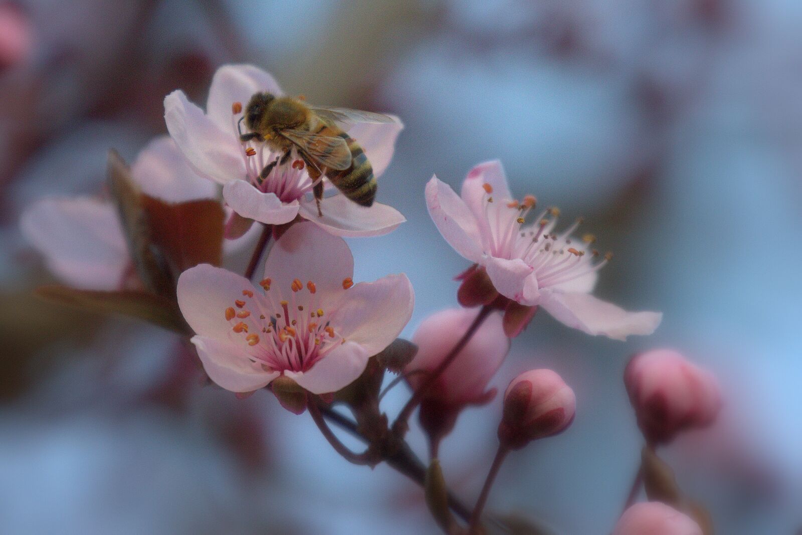 Canon EOS 60D + Canon EF 70-300mm F4-5.6L IS USM sample photo. Bee, blossom, bloom photography