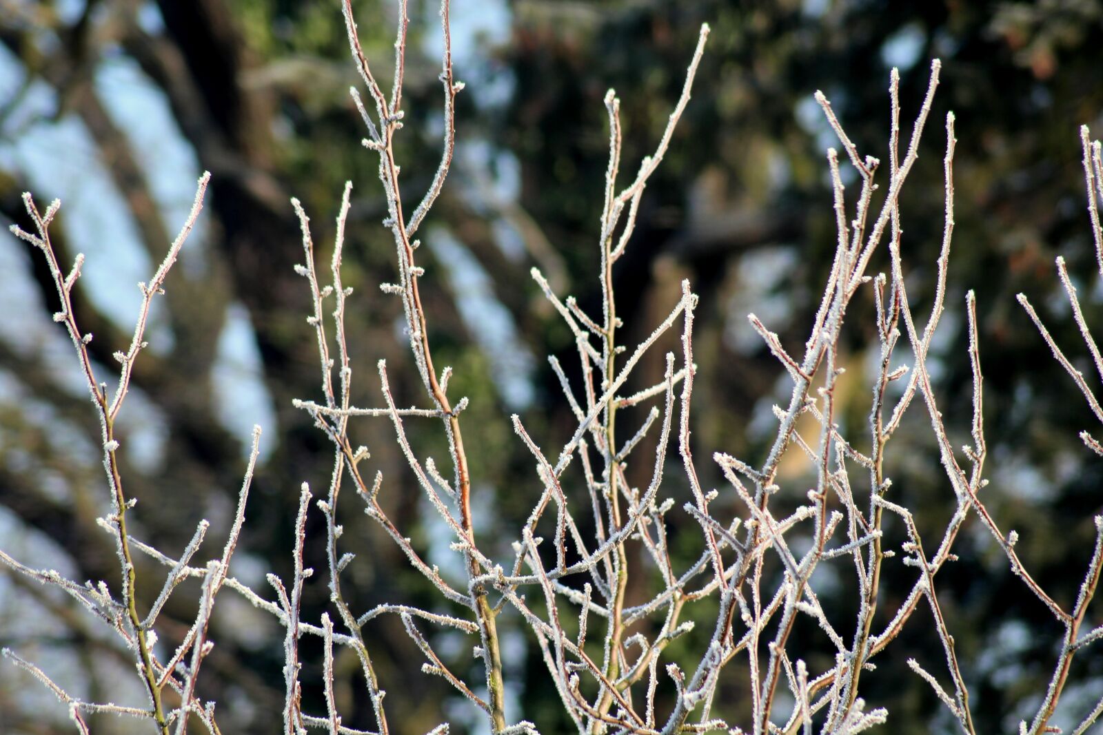 Canon EOS 1200D (EOS Rebel T5 / EOS Kiss X70 / EOS Hi) sample photo. Frost, winter, cold photography