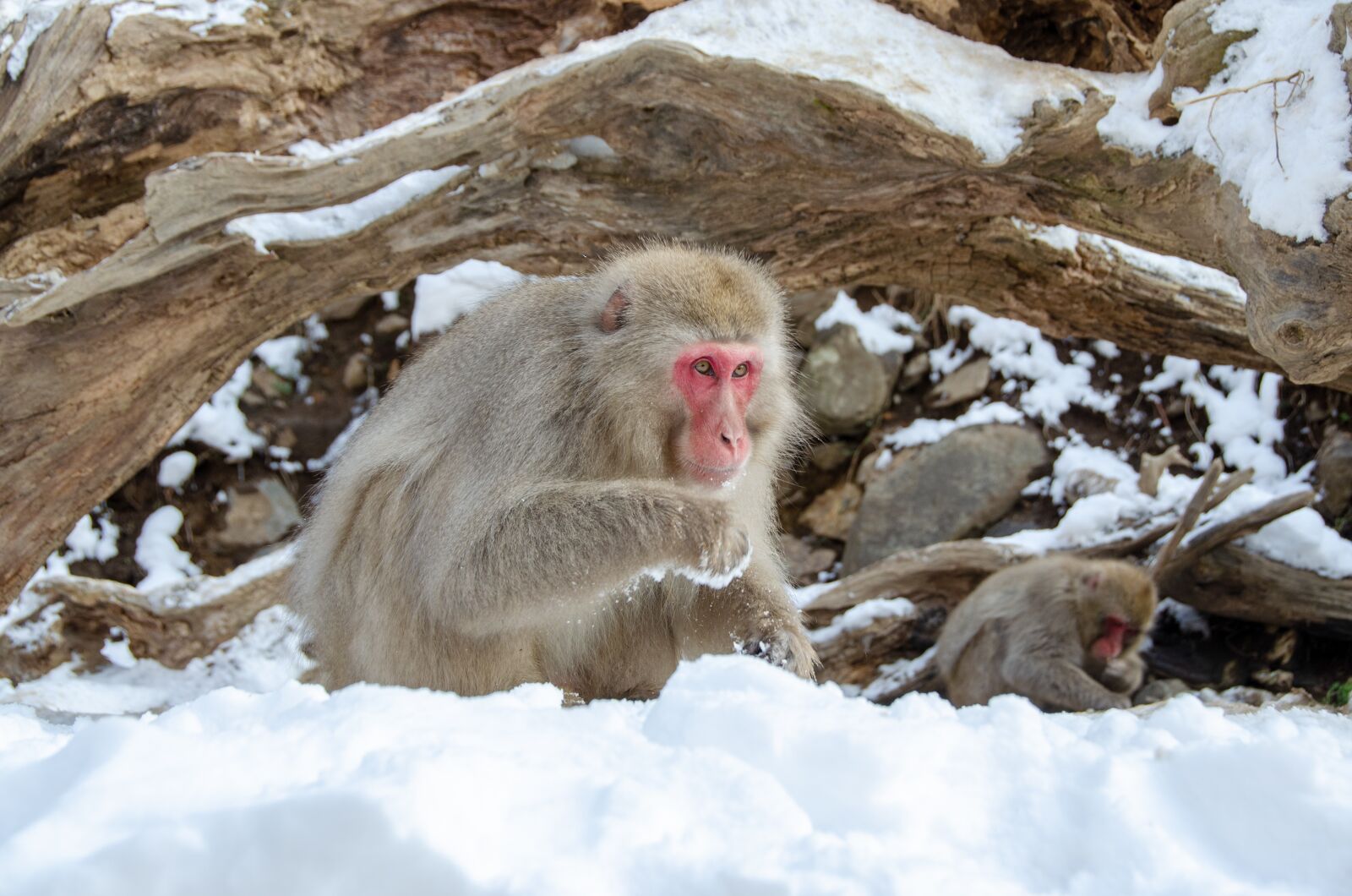 Nikon D5100 sample photo. Snow monkey, japanese macaque photography