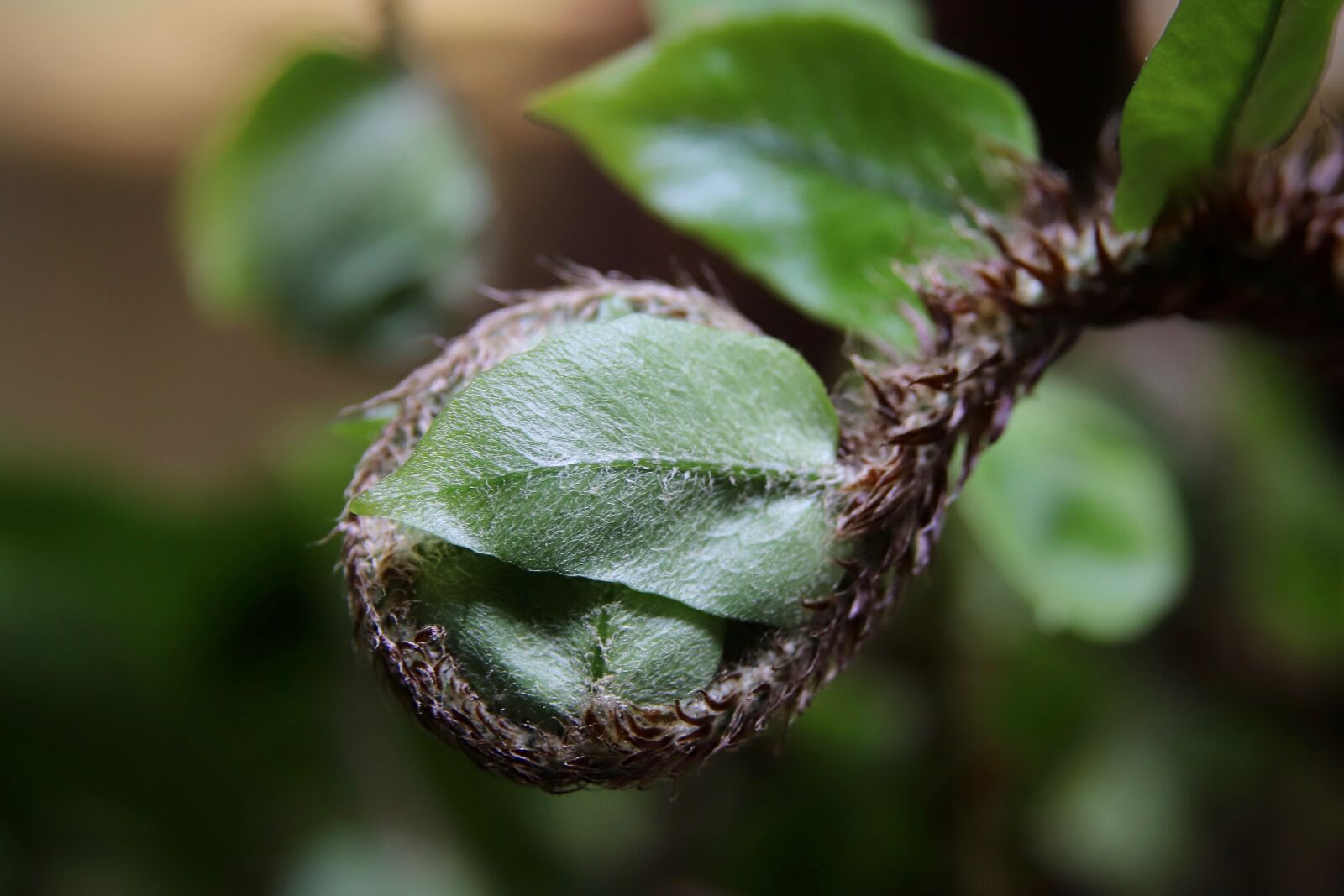 Canon EOS 800D (EOS Rebel T7i / EOS Kiss X9i) sample photo. Fern, sickle fern, green photography