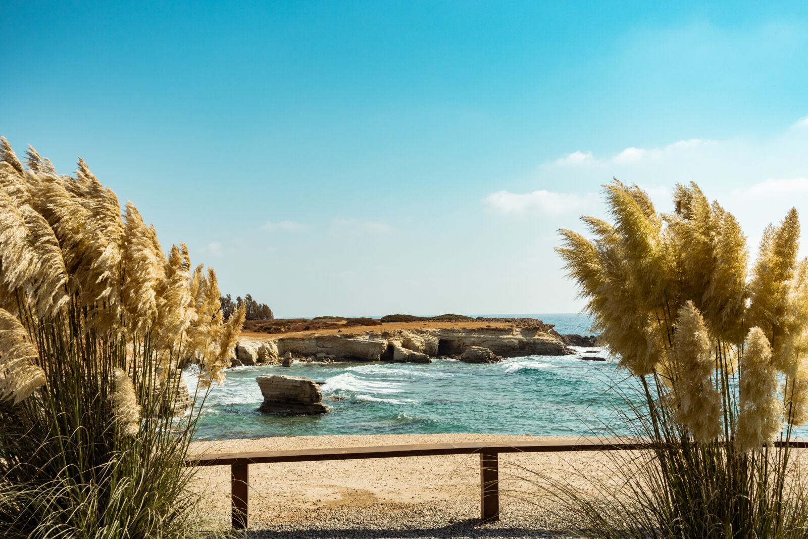 Canon EOS 200D (EOS Rebel SL2 / EOS Kiss X9) sample photo. Reeds, cyprus, cane photography