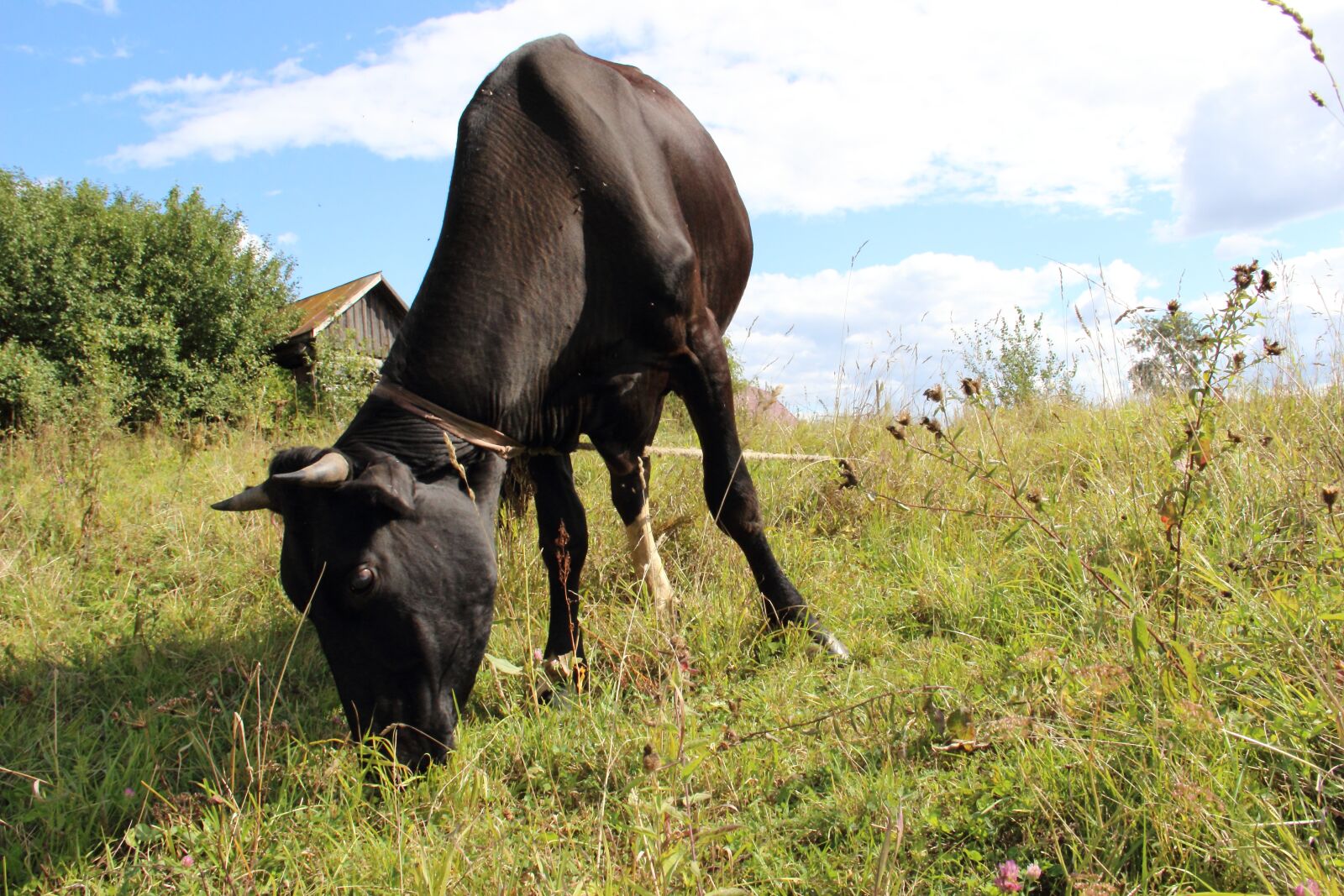 Canon EF-S 18-135mm F3.5-5.6 IS sample photo. Cow, village, russia photography