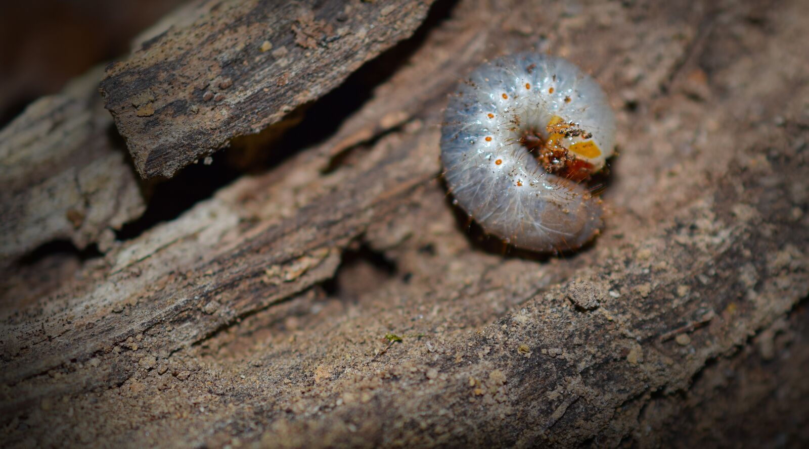 Nikon D5300 sample photo. Grub, worm, grub worm photography