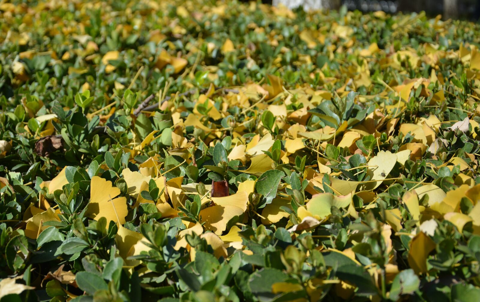 Nikon D5200 sample photo. Beijing, ginkgo, winter photography
