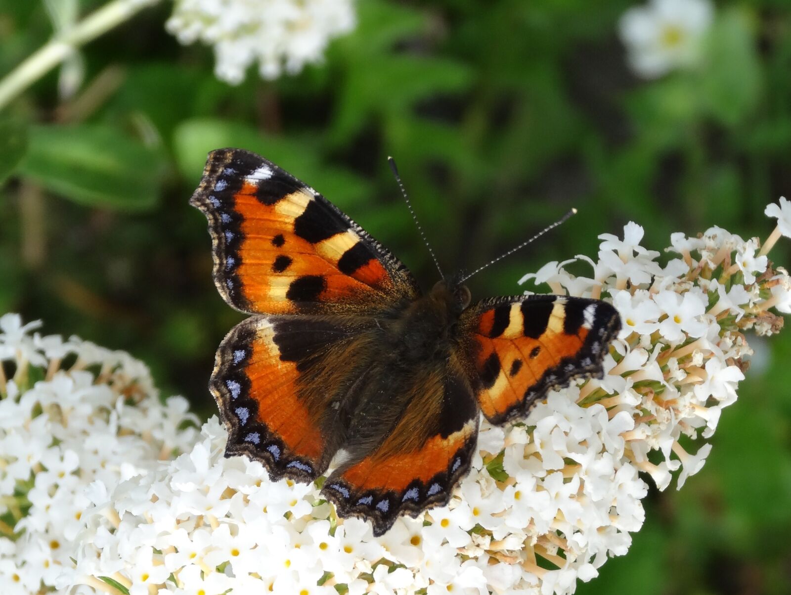 Sony Cyber-shot DSC-HX20V sample photo. Nature, butterfly, insect photography