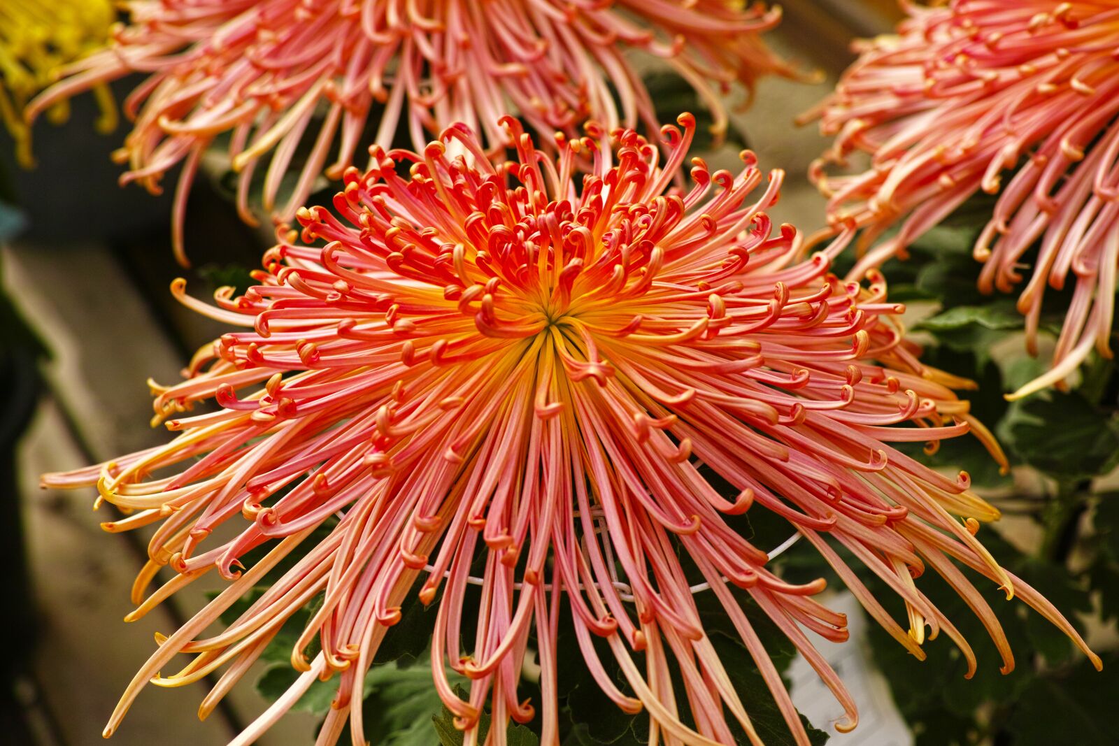 Sigma DP3 Merrill sample photo. Chrysanthemum, flowers, plant photography