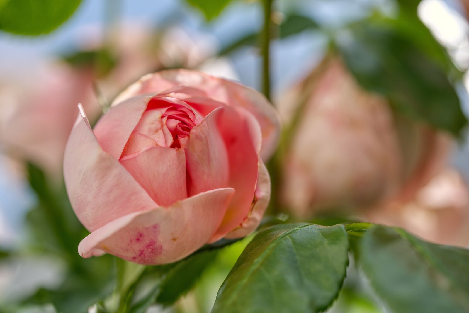 Nikon D750 sample photo. Rose, closed, bloom photography