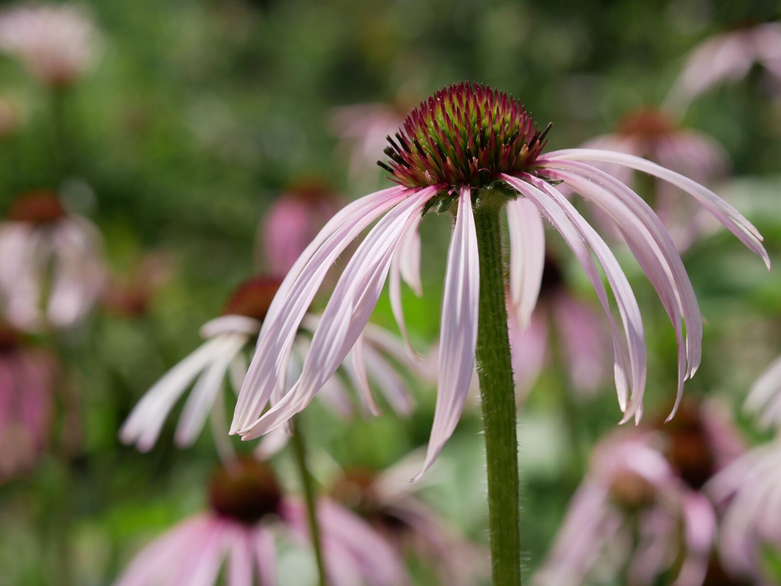 Panasonic Lumix DMC-GX85 (Lumix DMC-GX80 / Lumix DMC-GX7 Mark II) sample photo. Coneflower, pink, echinacea photography