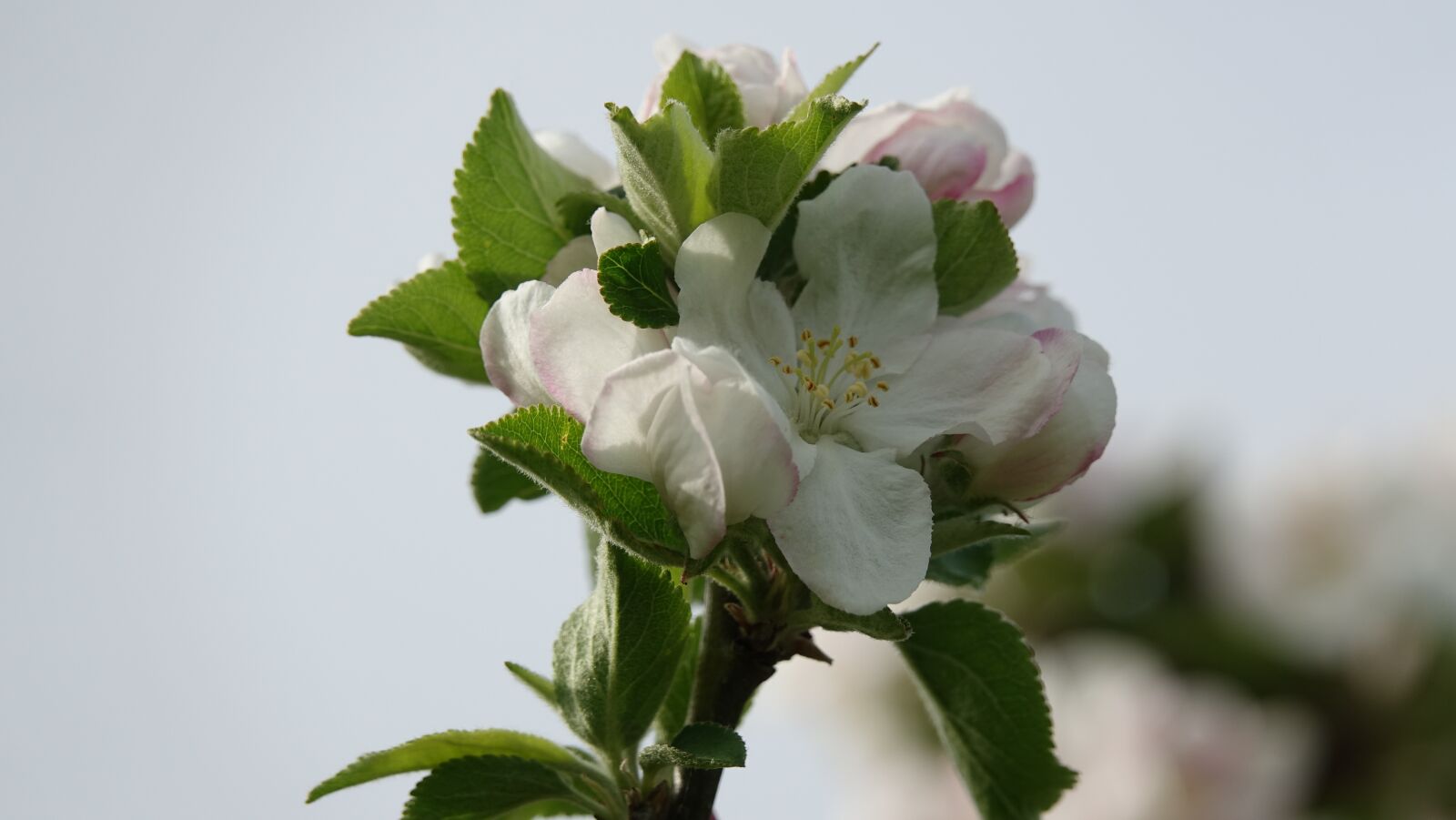 Sony Cyber-shot DSC-RX10 III sample photo. Nature, leaf, flower photography
