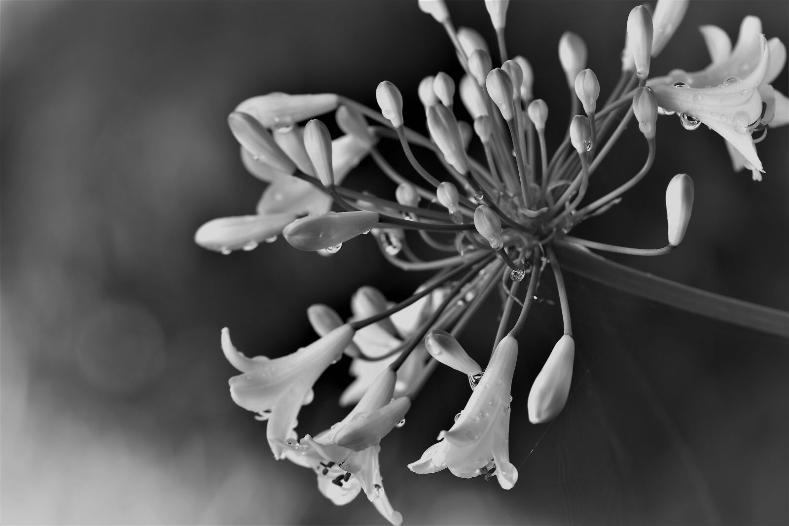 Nikon D5500 sample photo. Agapanthus, black and white photography