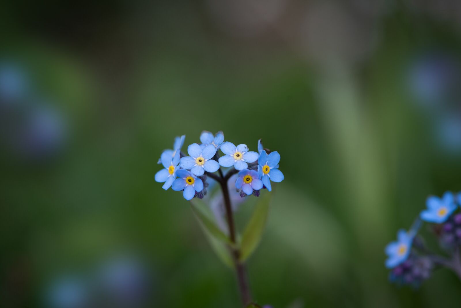 Nikon D750 sample photo. Forget me not, flower photography