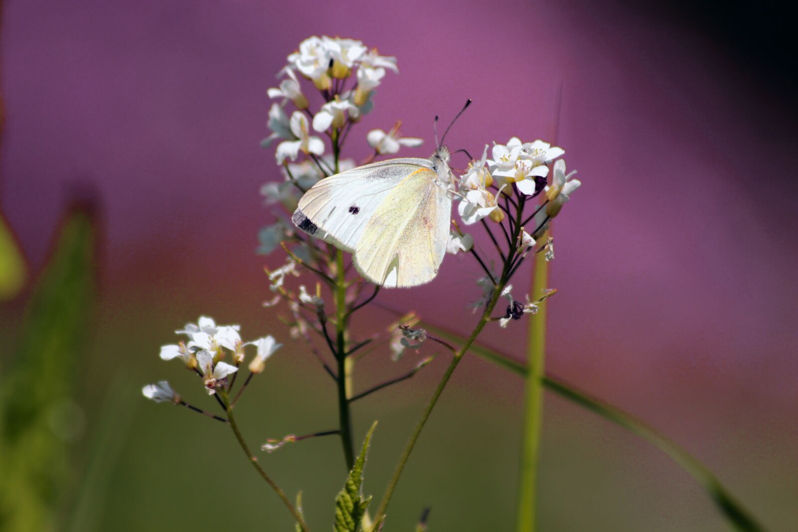 Canon EOS 650D (EOS Rebel T4i / EOS Kiss X6i) sample photo. Butterfly, insect, white flowers photography