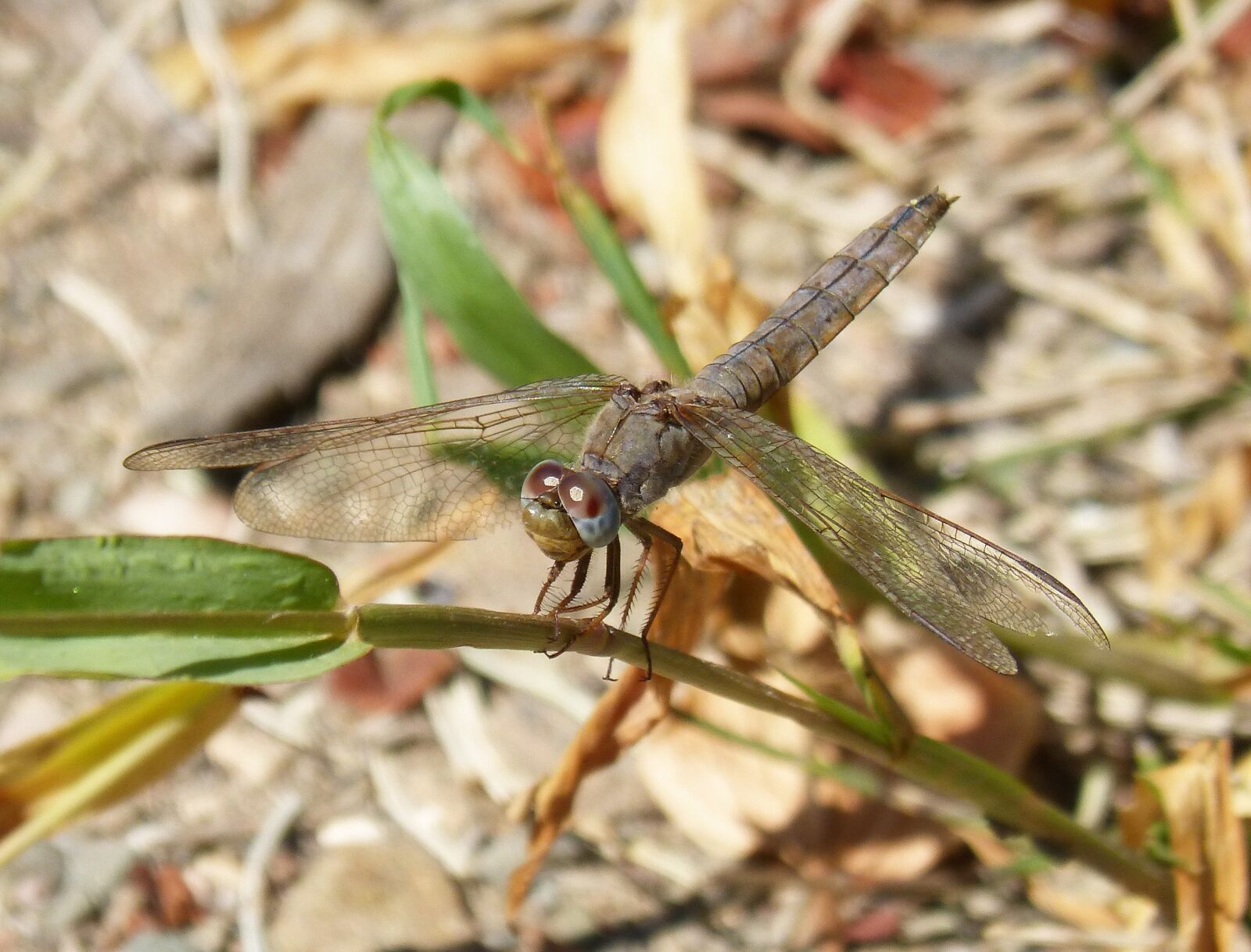 Panasonic DMC-FZ62 sample photo. Dragonfly, winged insect, grey photography