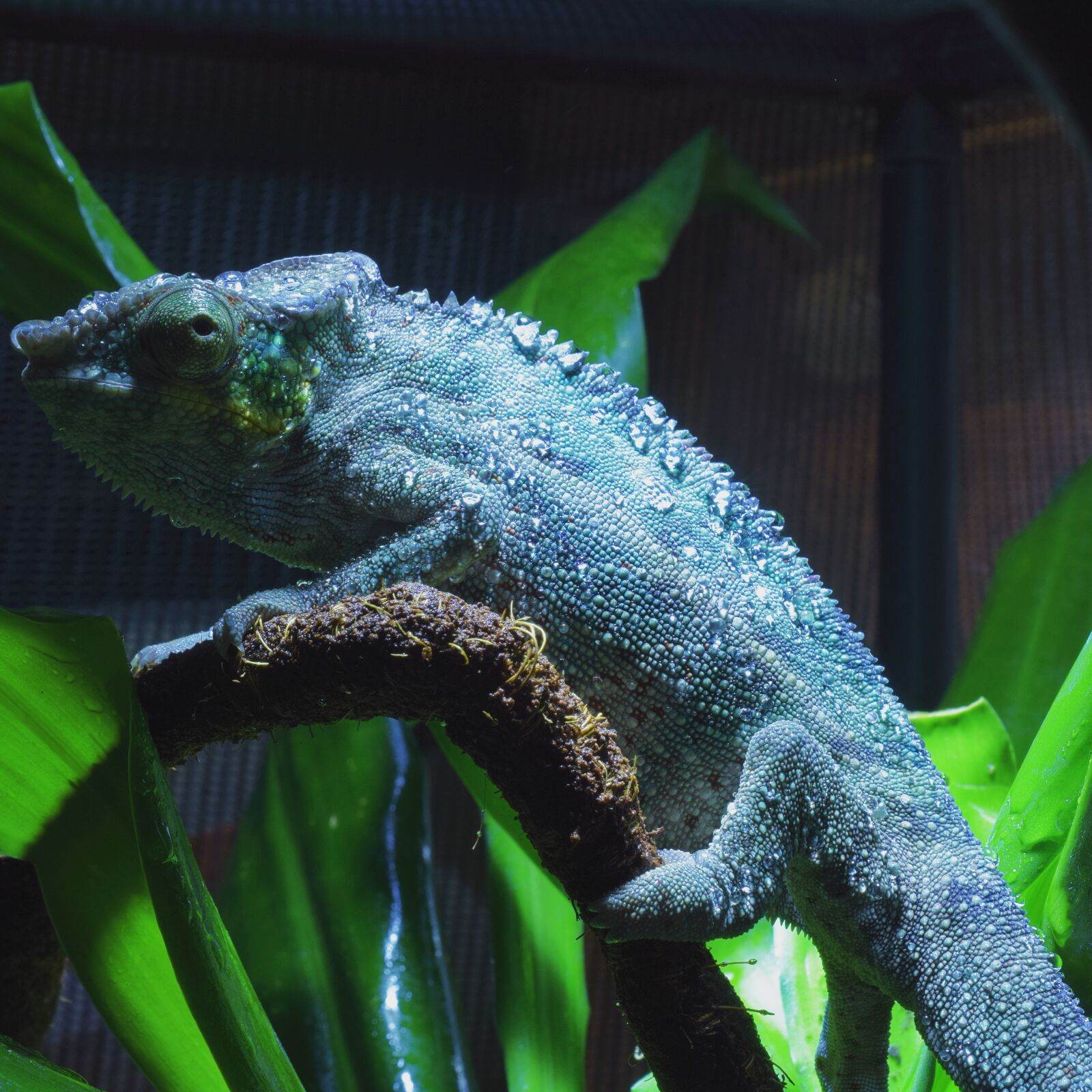 Nikon D5300 sample photo. Panther chameleon, chameleon, reptile photography
