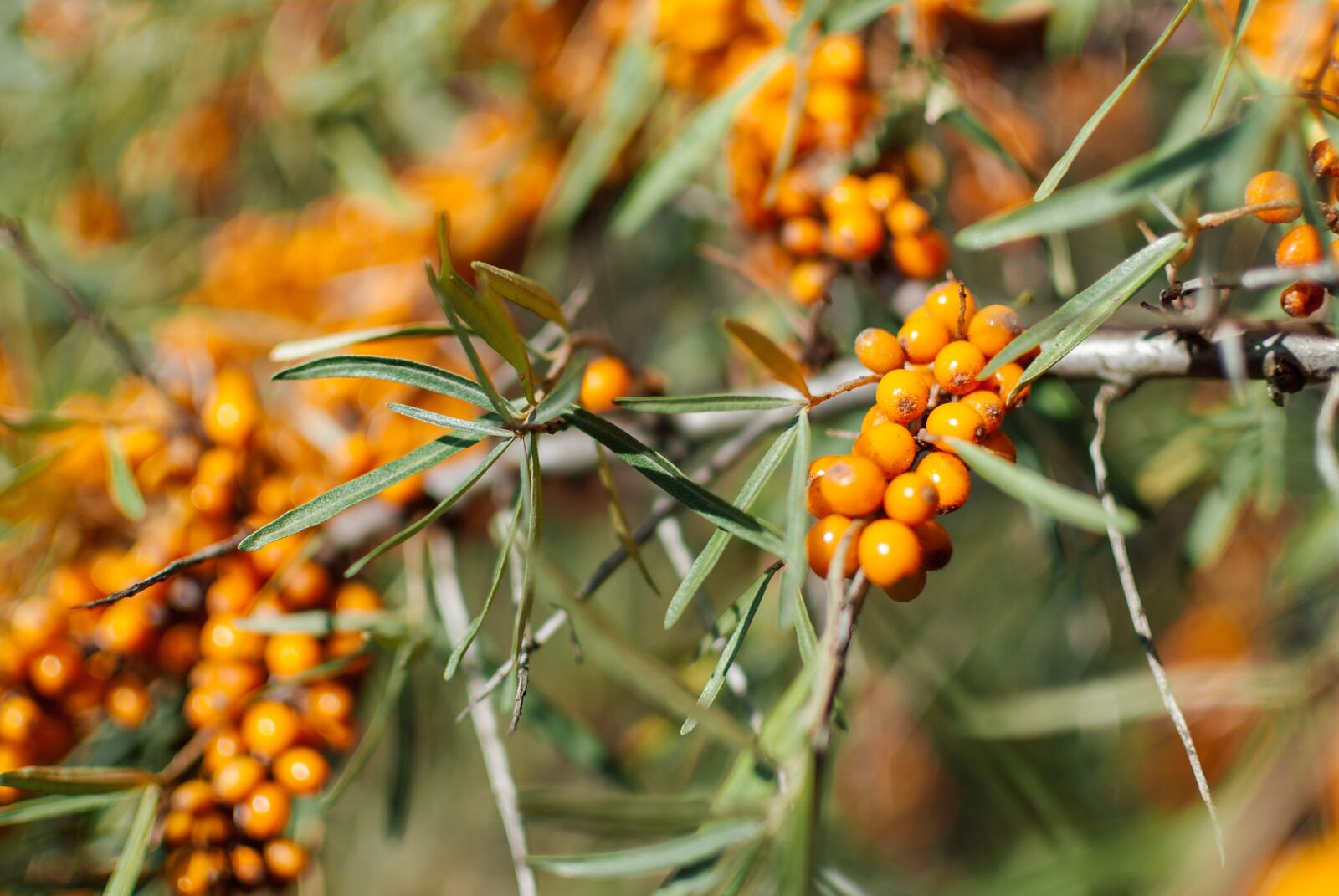 Nikon D200 sample photo. Sea buckthorn, vitamin c photography