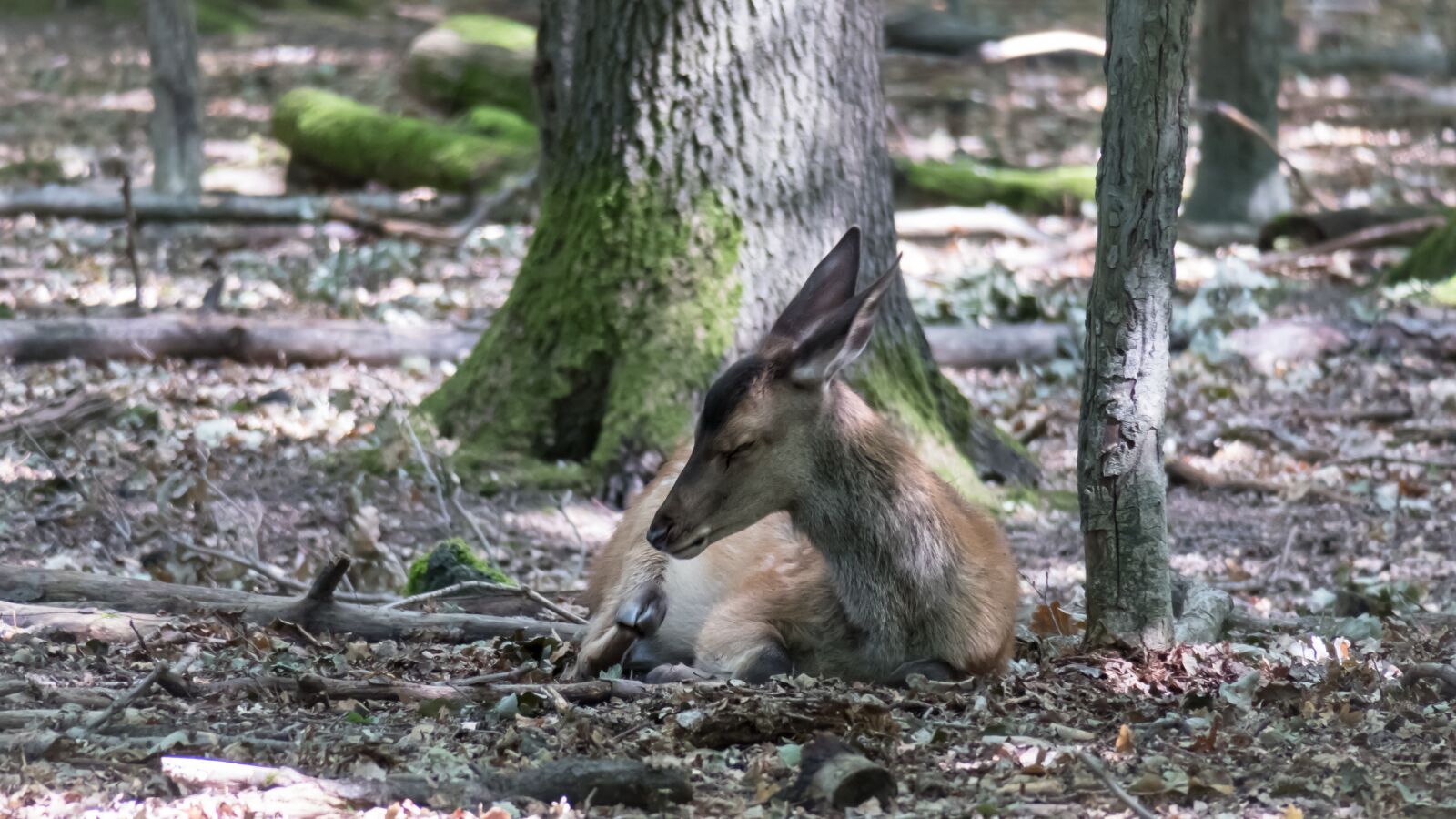 Canon PowerShot G3 X sample photo. Roe deer, forest, rest photography