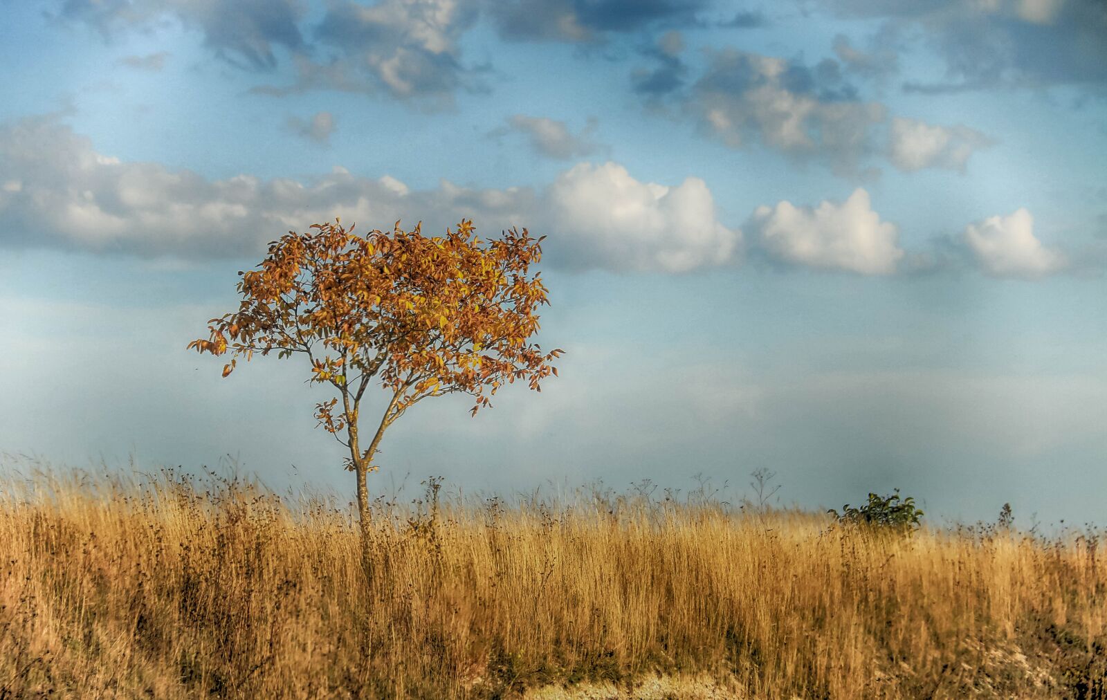 Canon EOS 70D sample photo. Landscape, drought, tree photography