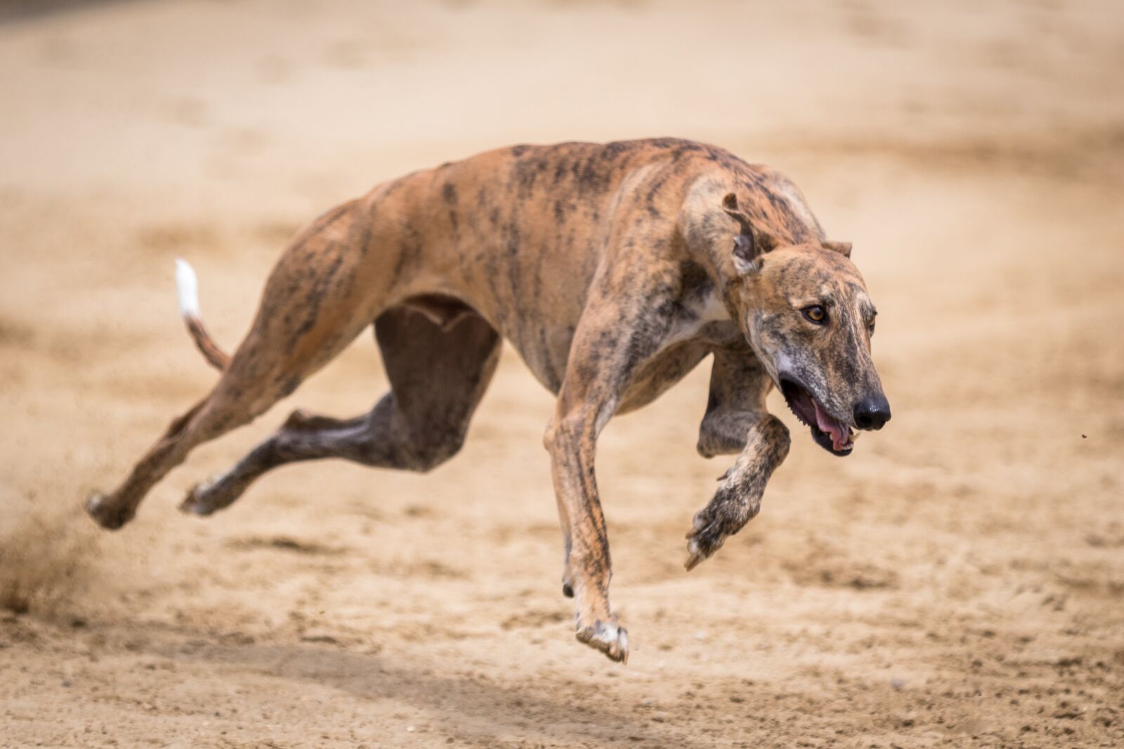 Canon EOS 80D sample photo. Greyhounds, greyhound racing, dog photography