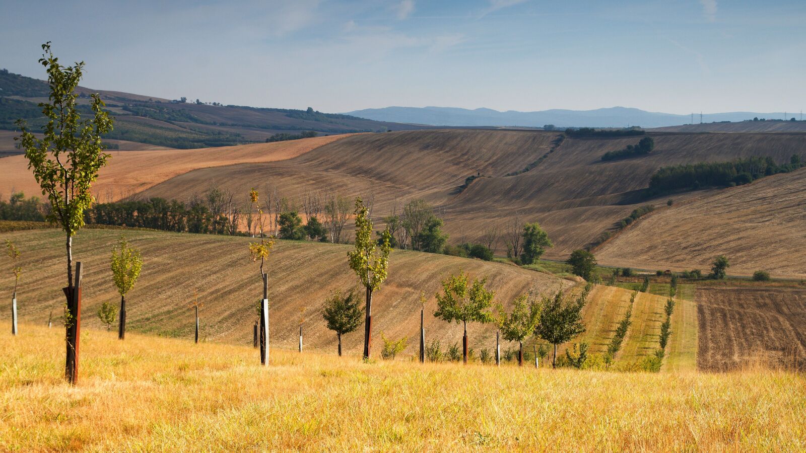 Sony ILCA-77M2 sample photo. Landscape, trees, summer photography