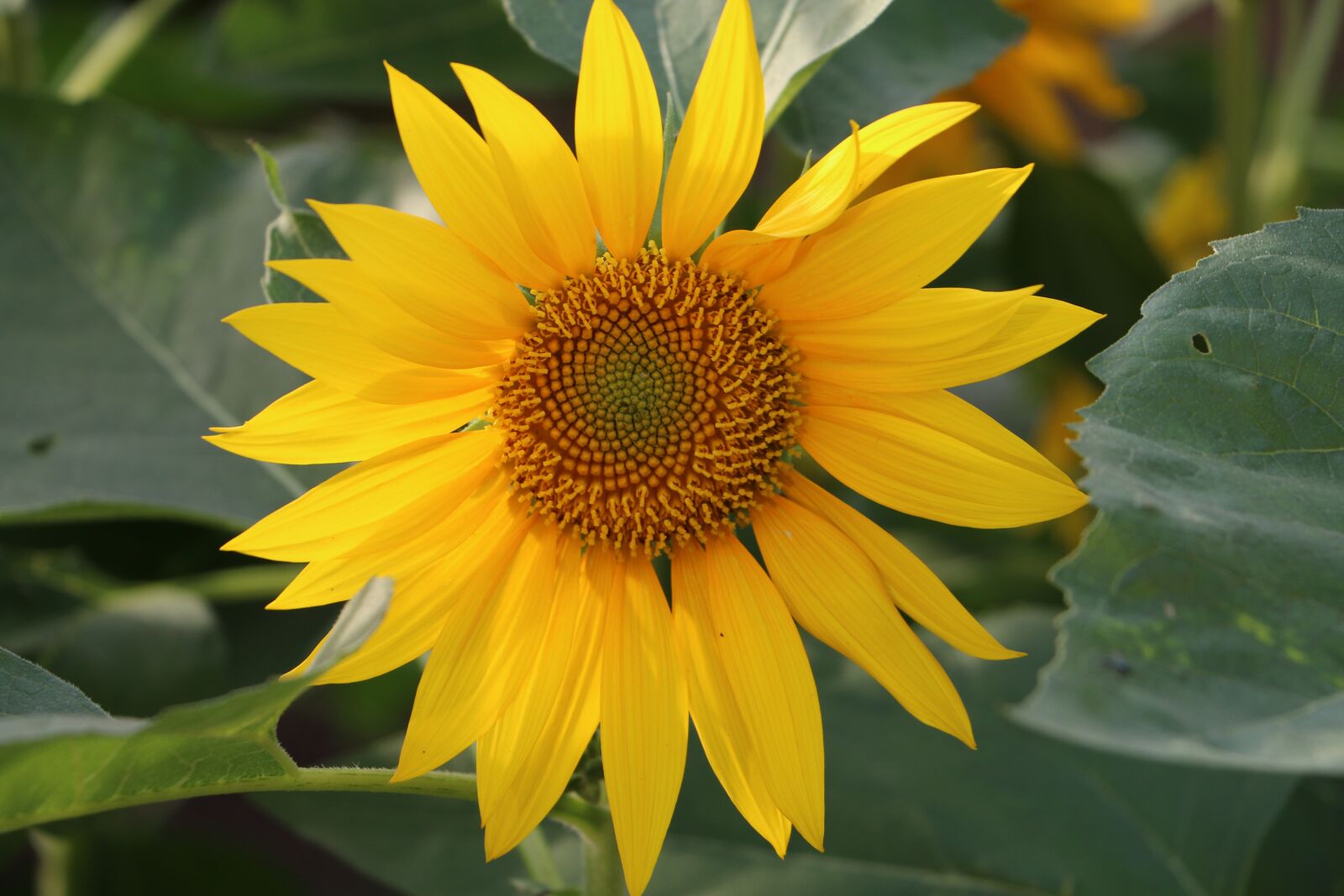 Canon EOS 70D sample photo. Mat troi, natural, ball photography