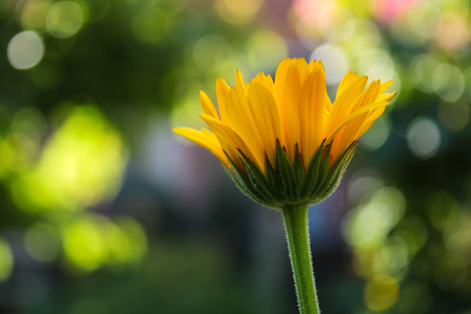 Canon EOS 2000D (EOS Rebel T7 / EOS Kiss X90 / EOS 1500D) sample photo. Wildflower, daisy, yellow photography