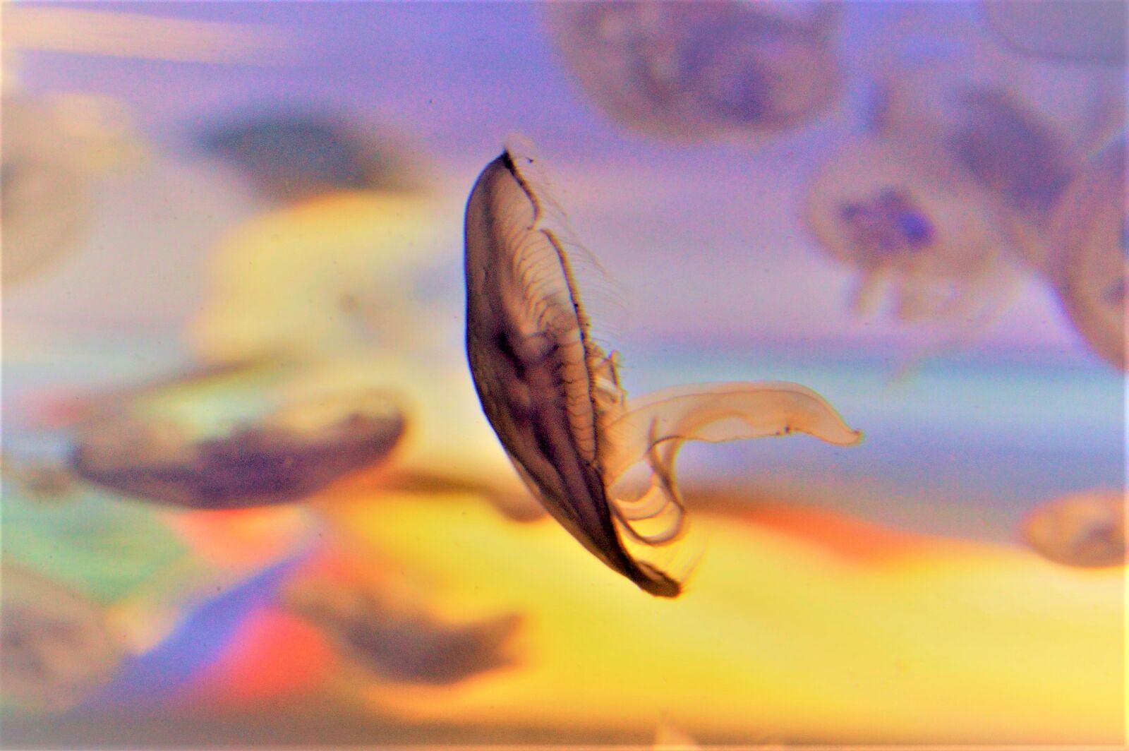 Nikon D3200 sample photo. Fish, swim, water photography