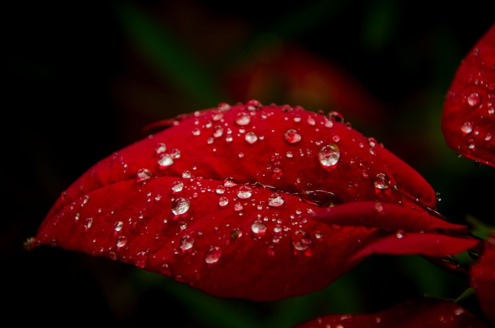 Nikon D7000 sample photo. Red leaf, leaf, dew photography