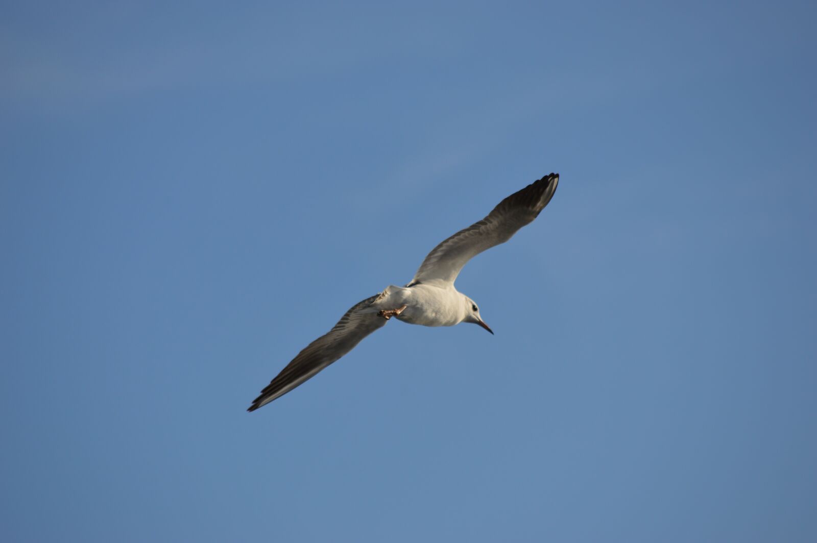 Nikon D3200 sample photo. Bird, nature, animal world photography