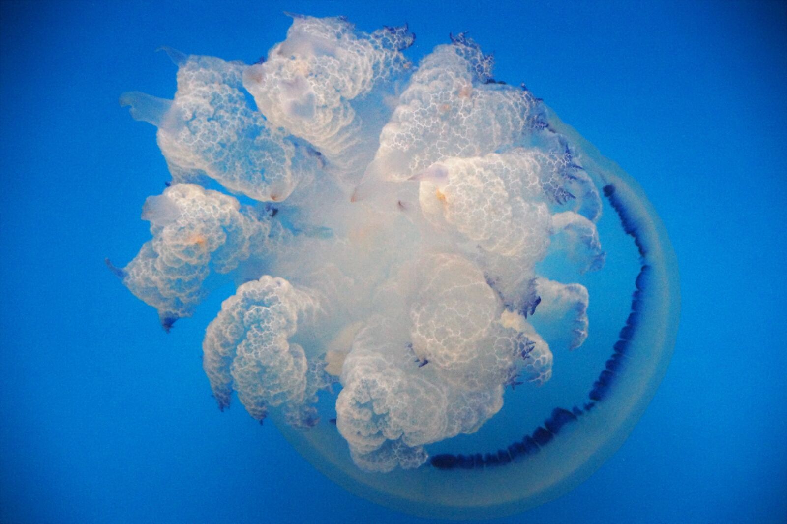 Sony SLT-A58 sample photo. Jellyfish, marine, creature photography