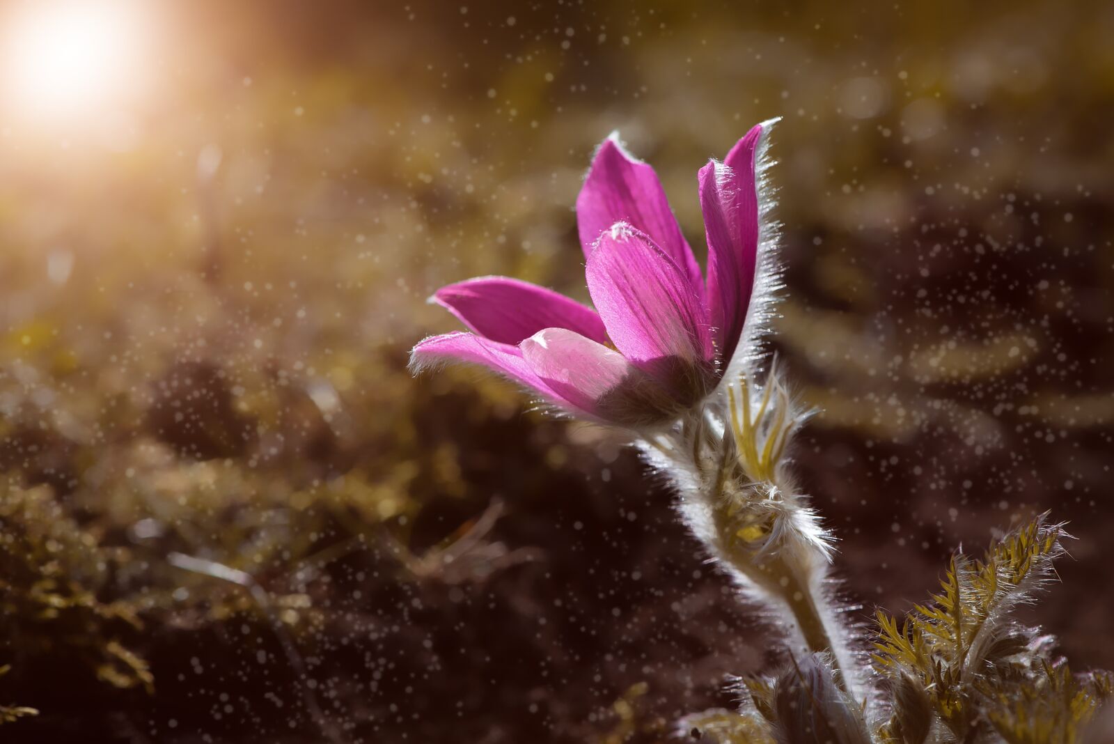 Nikon D750 sample photo. Anemone, flower, blossom photography