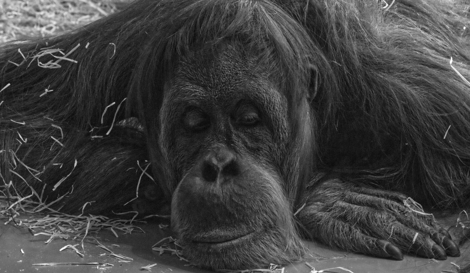 Canon EOS 800D (EOS Rebel T7i / EOS Kiss X9i) sample photo. Monkey, primate, animal photography