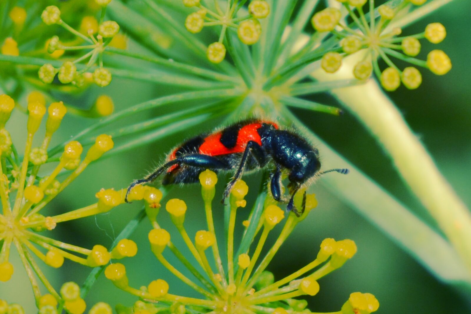 Nikon D5200 sample photo. Insect, flowers, red photography