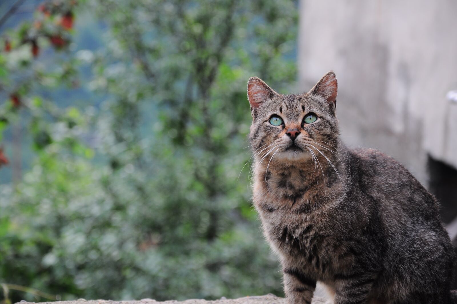 Nikon D90 sample photo. Cat, cat pictures, animals photography