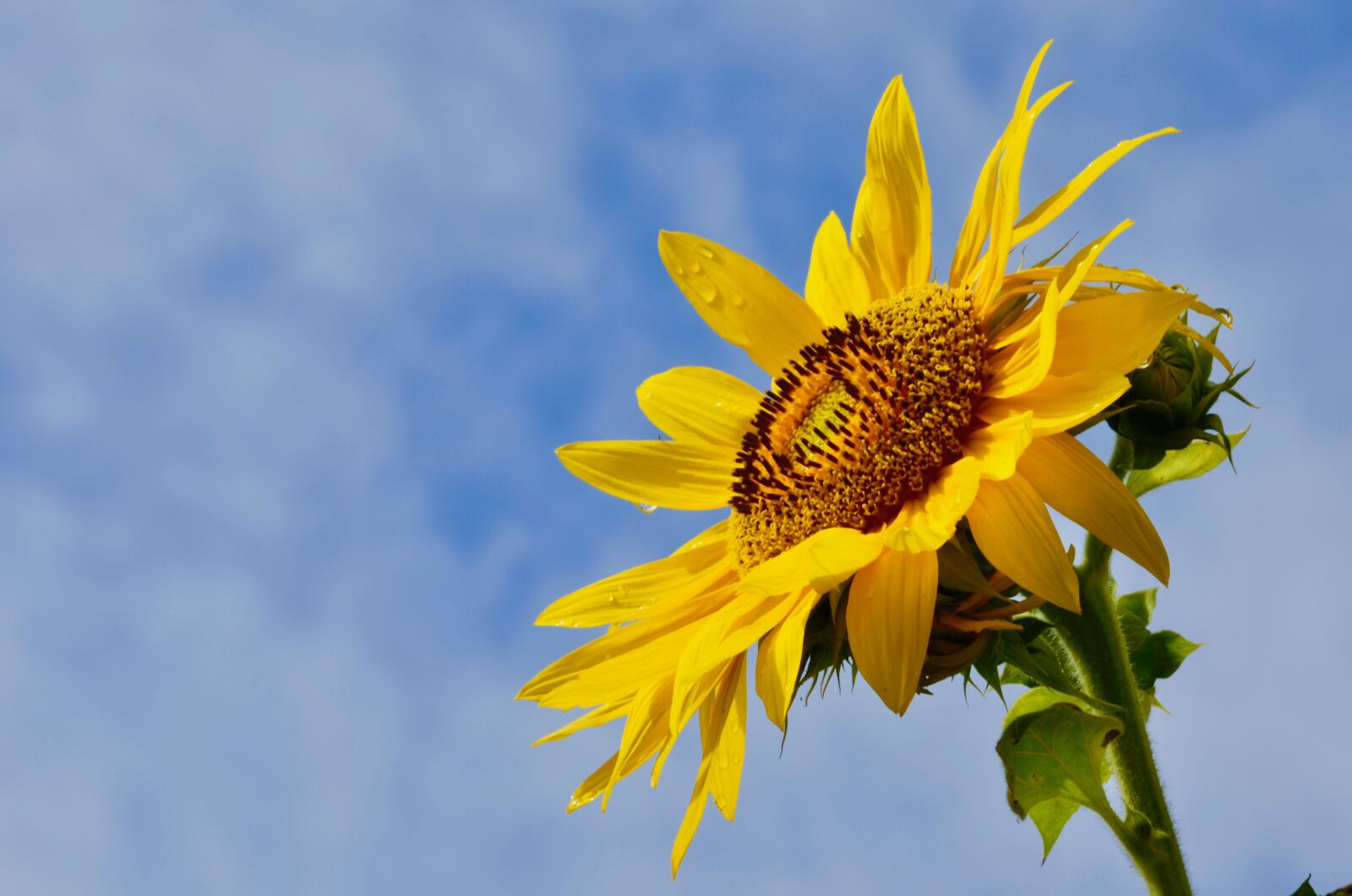Nikon D5100 sample photo. Sunflower, blossom, bloom photography