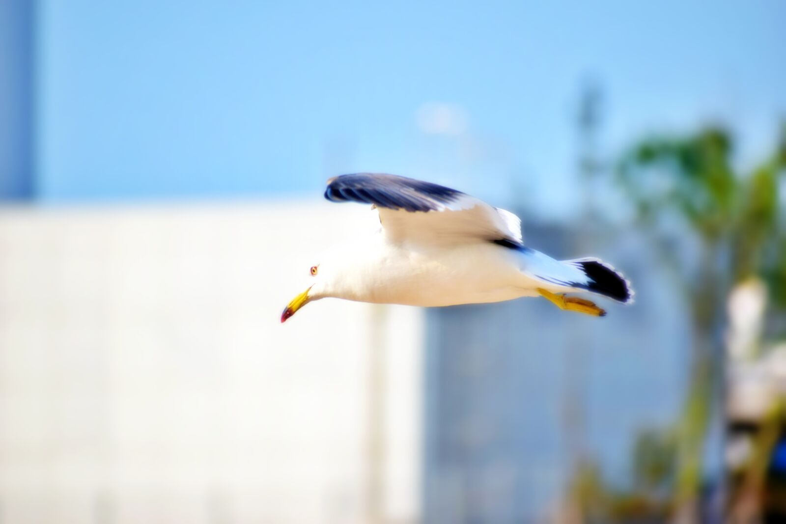 Nikon D5300 sample photo. Seagull, gull, seabird photography