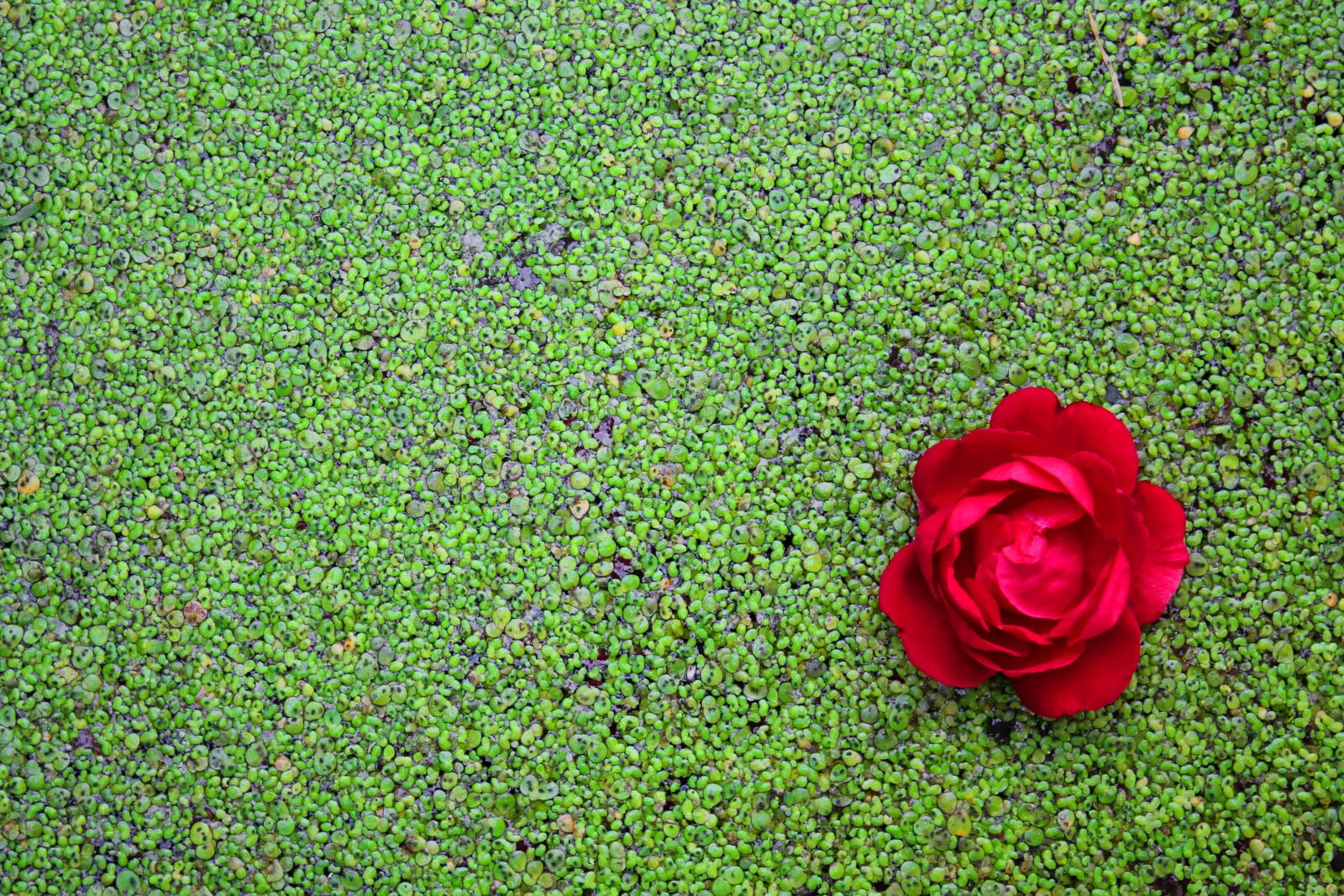 Canon EOS 1100D (EOS Rebel T3 / EOS Kiss X50) sample photo. Rose, river, wild rose photography