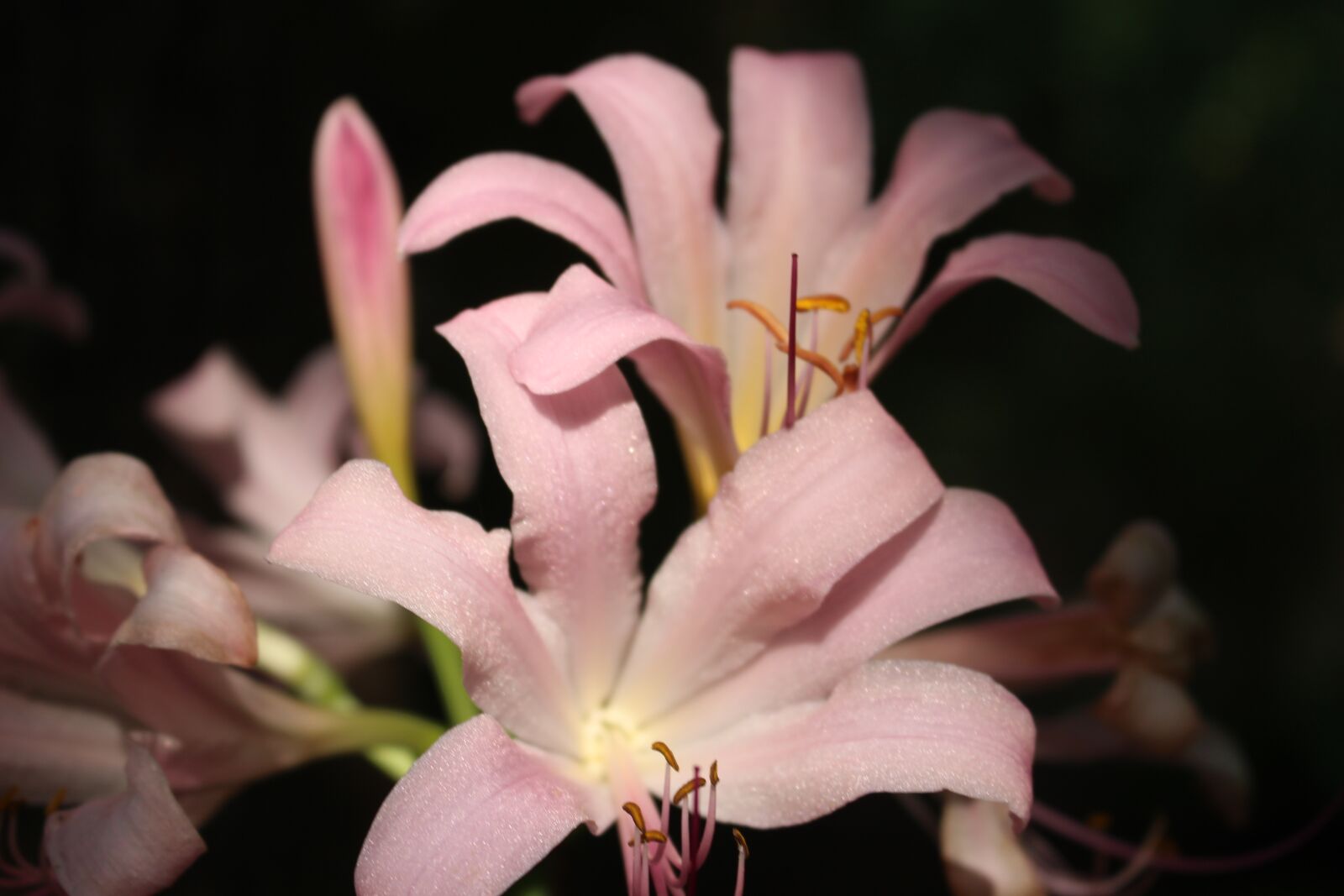 Canon EOS 700D (EOS Rebel T5i / EOS Kiss X7i) sample photo. Asiatic lily, lily, pink photography