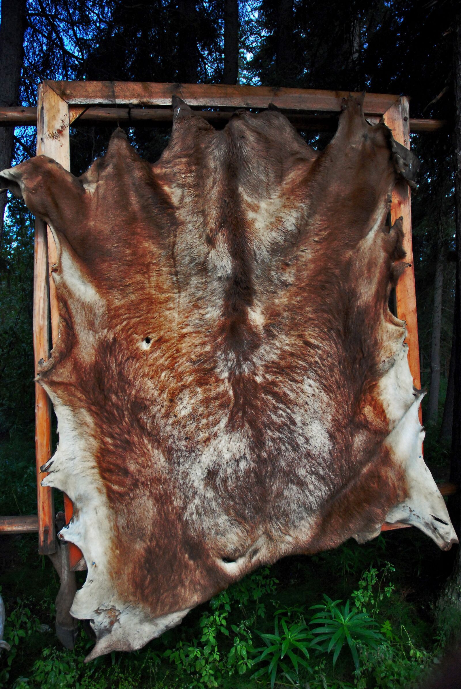 Nikon D80 sample photo. Coat, animal, dead photography