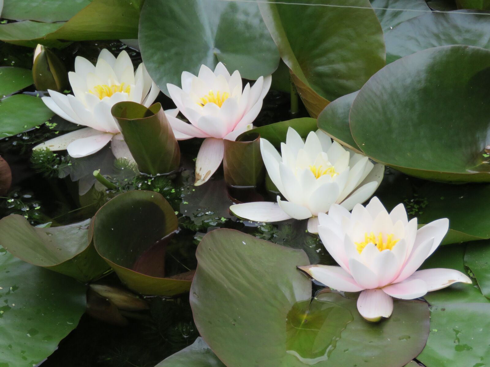 Canon PowerShot SX60 HS sample photo. Water lily, leaves, water photography