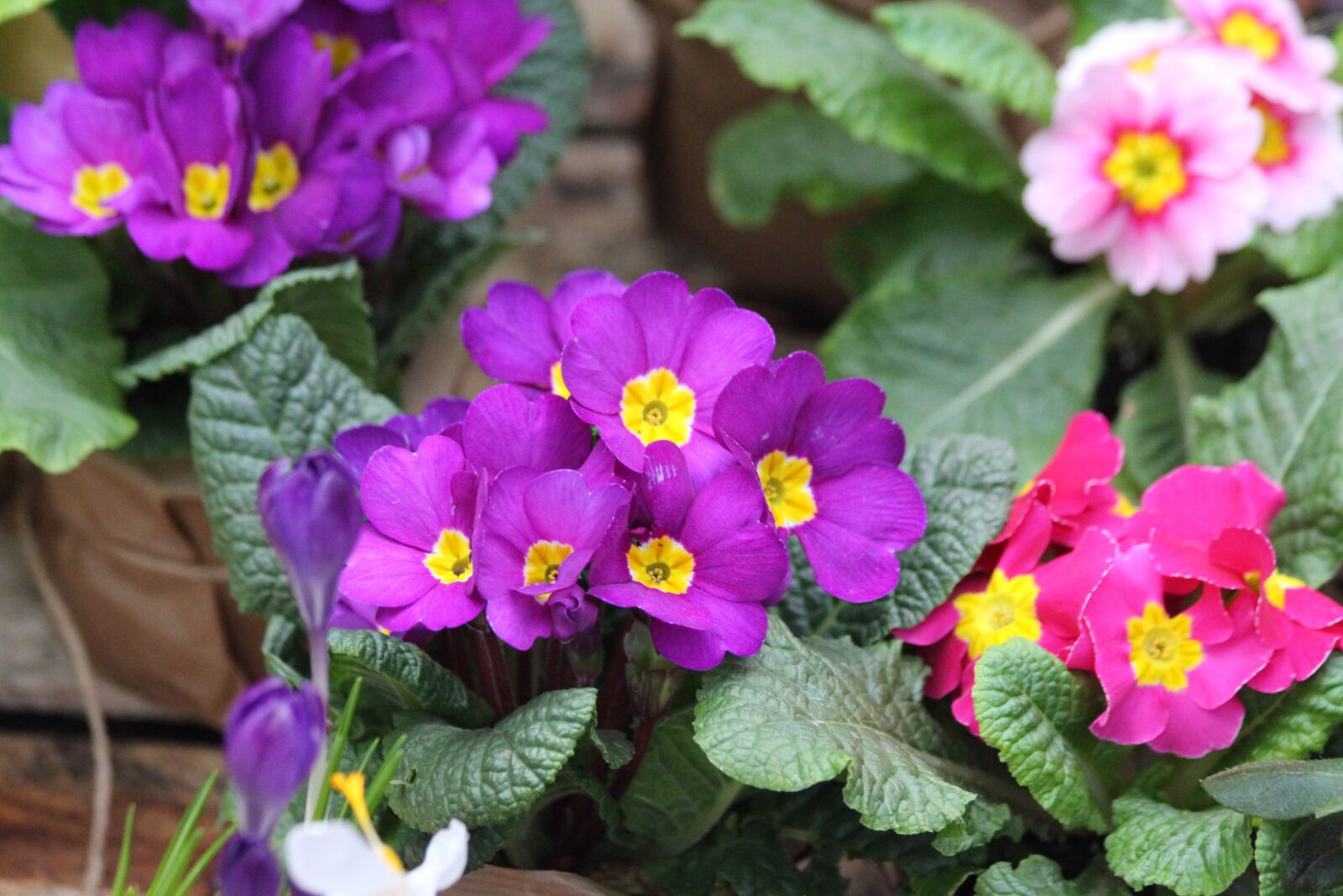 Canon EOS 650D (EOS Rebel T4i / EOS Kiss X6i) sample photo. Primrose, primula, nature photography