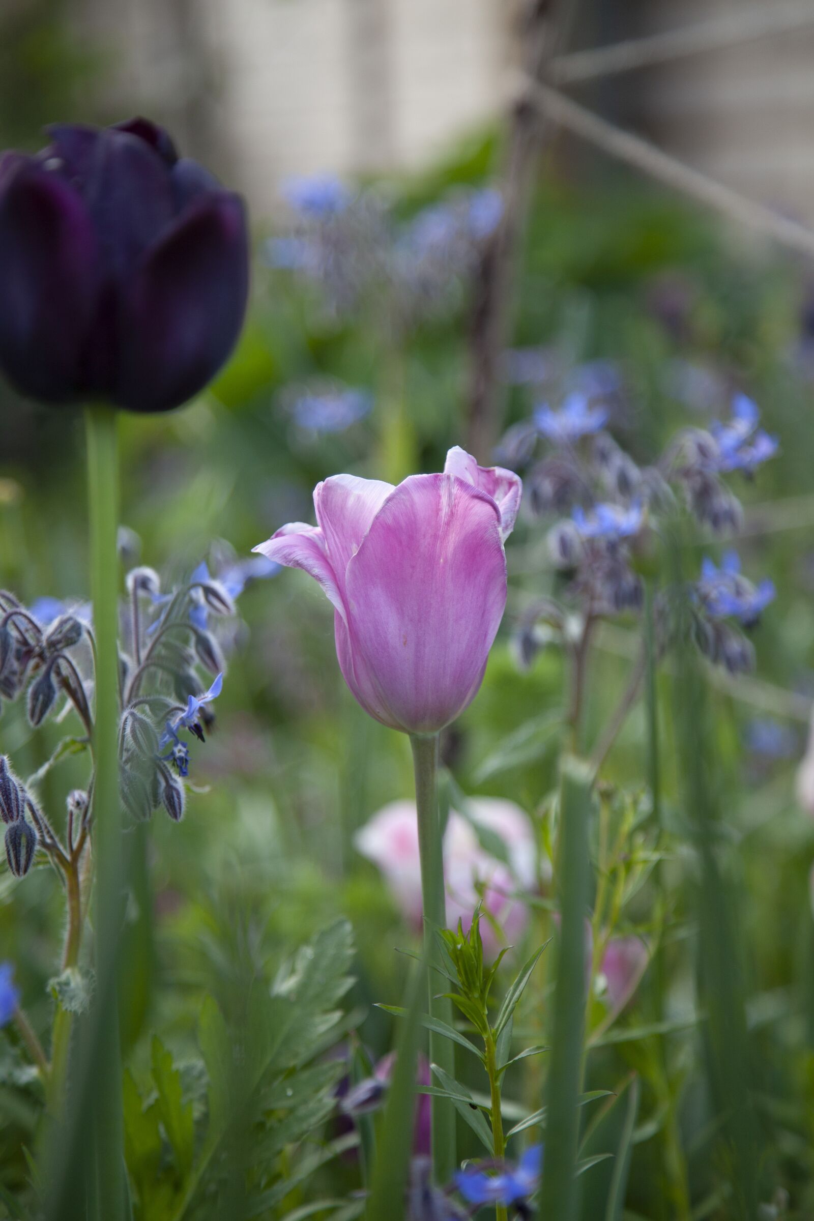 Canon EOS 5D Mark II sample photo. Garden, nature, plants photography