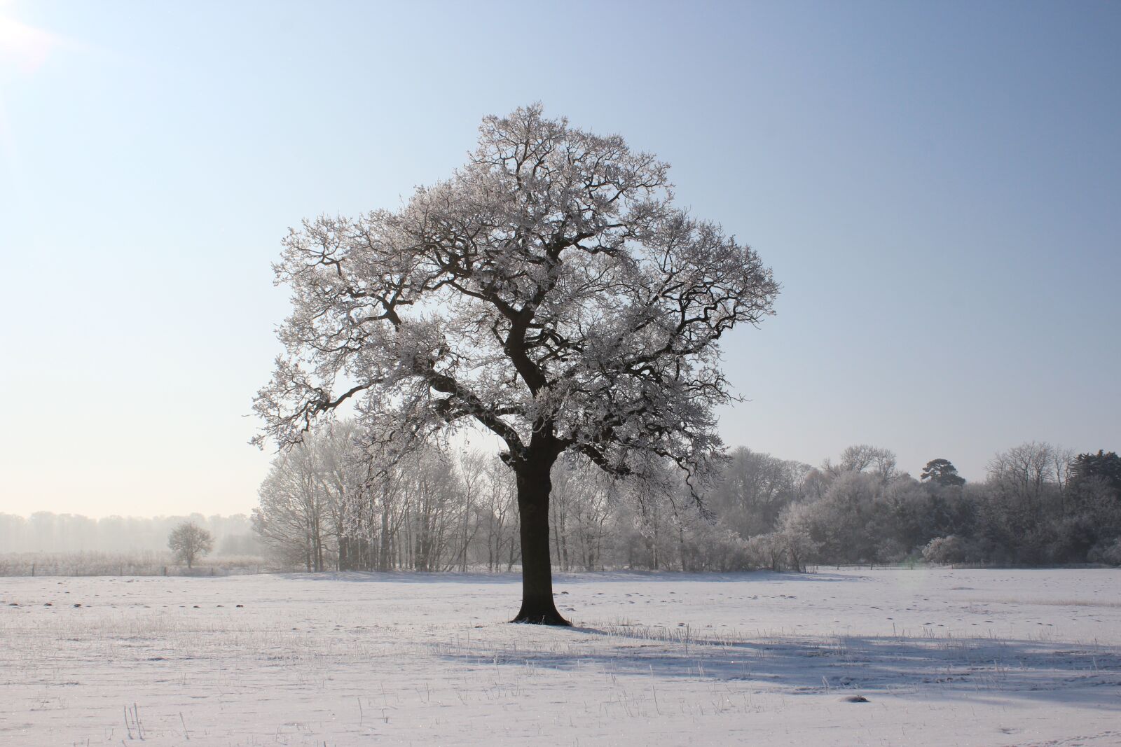 Canon EOS 600D (Rebel EOS T3i / EOS Kiss X5) sample photo. Winter, tree, snow photography