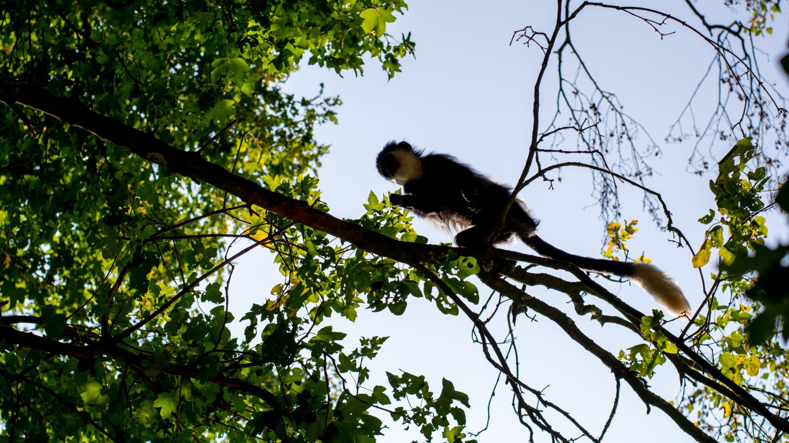 Nikon D7100 sample photo. Ape, tree, animal photography
