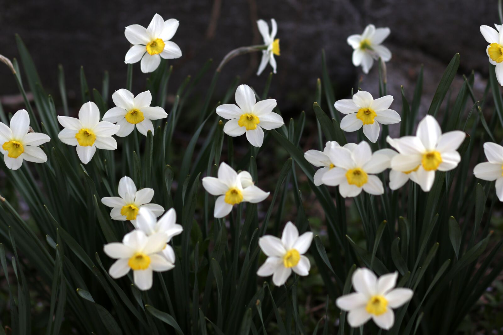 Canon EF 85mm F1.8 USM sample photo. Daffodil, white, flower photography