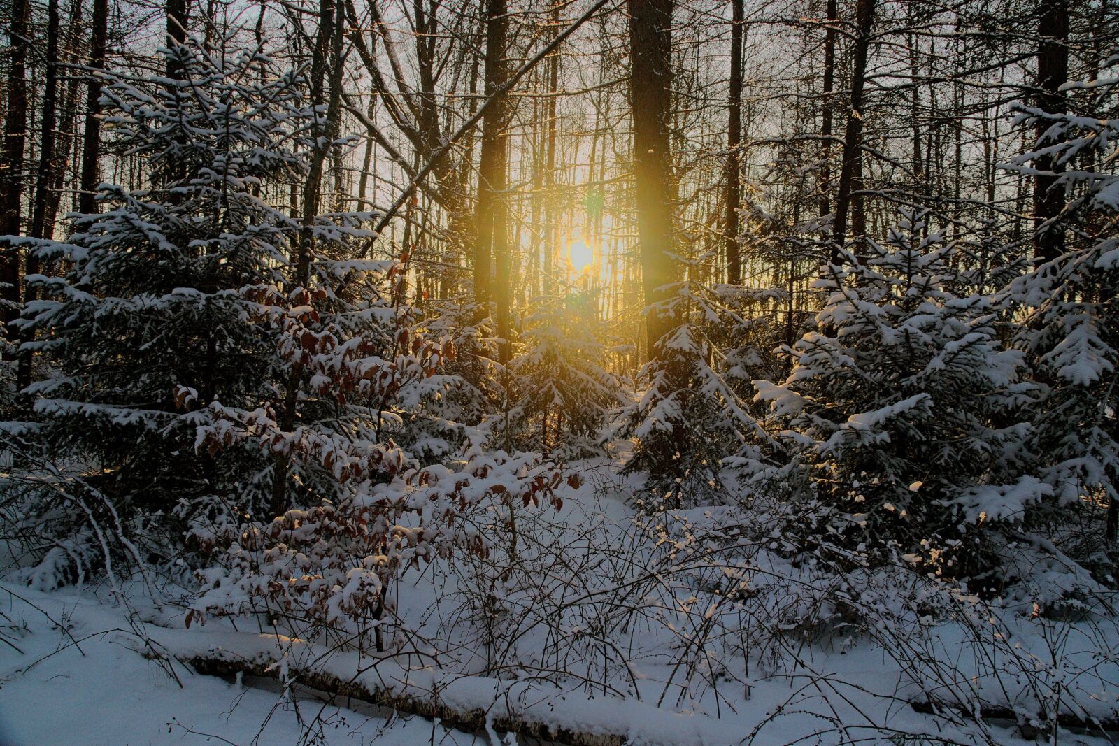 Nikon D3300 sample photo. The sun, evening, gold photography