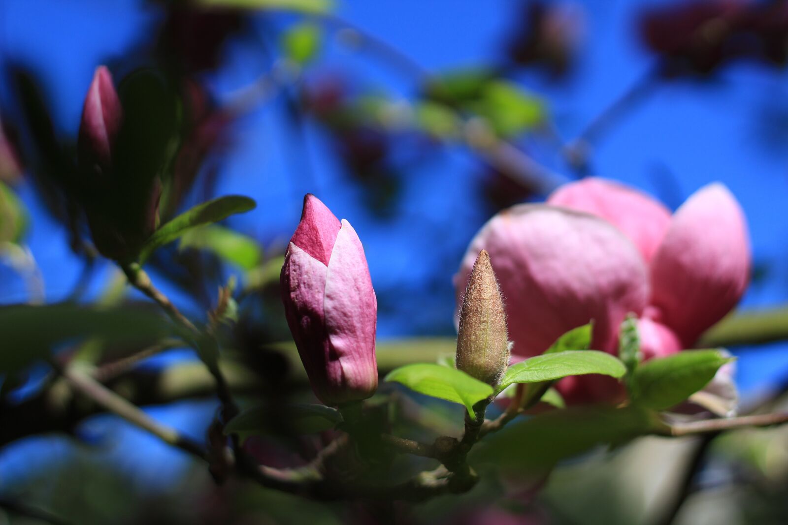 Canon EOS 1300D (EOS Rebel T6 / EOS Kiss X80) + Canon EF 50mm F1.8 STM sample photo. Blossom, plant, magnolia photography