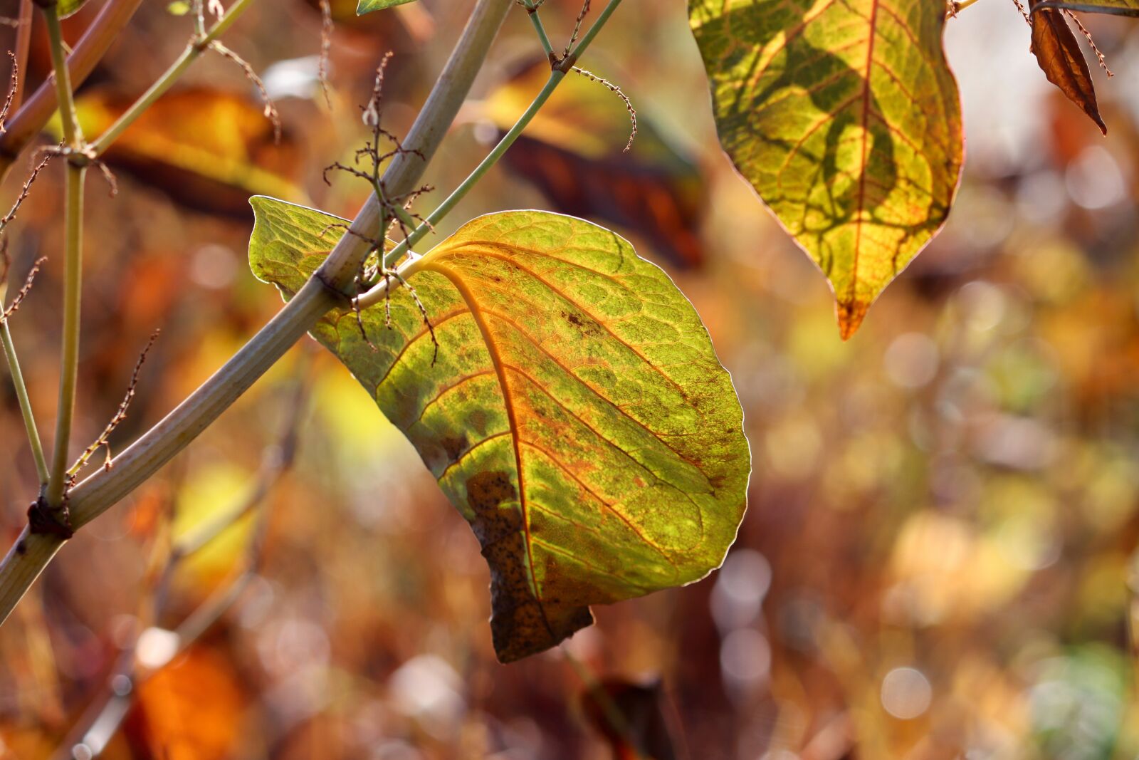 Canon EOS 200D (EOS Rebel SL2 / EOS Kiss X9) sample photo. Fall foliage, leaves, stains photography