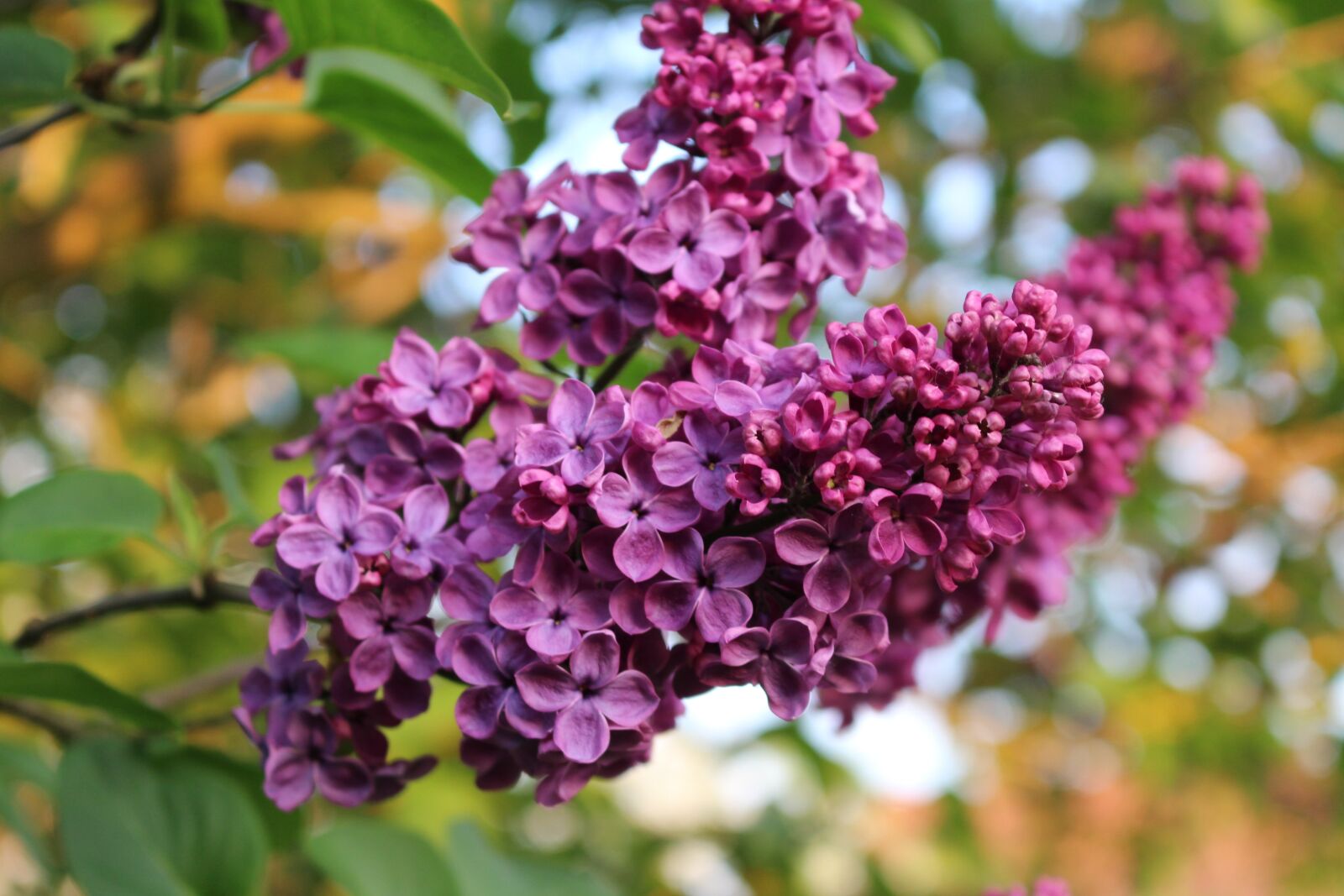 Canon EOS 100D (EOS Rebel SL1 / EOS Kiss X7) sample photo. Lilac, spring, bloom photography
