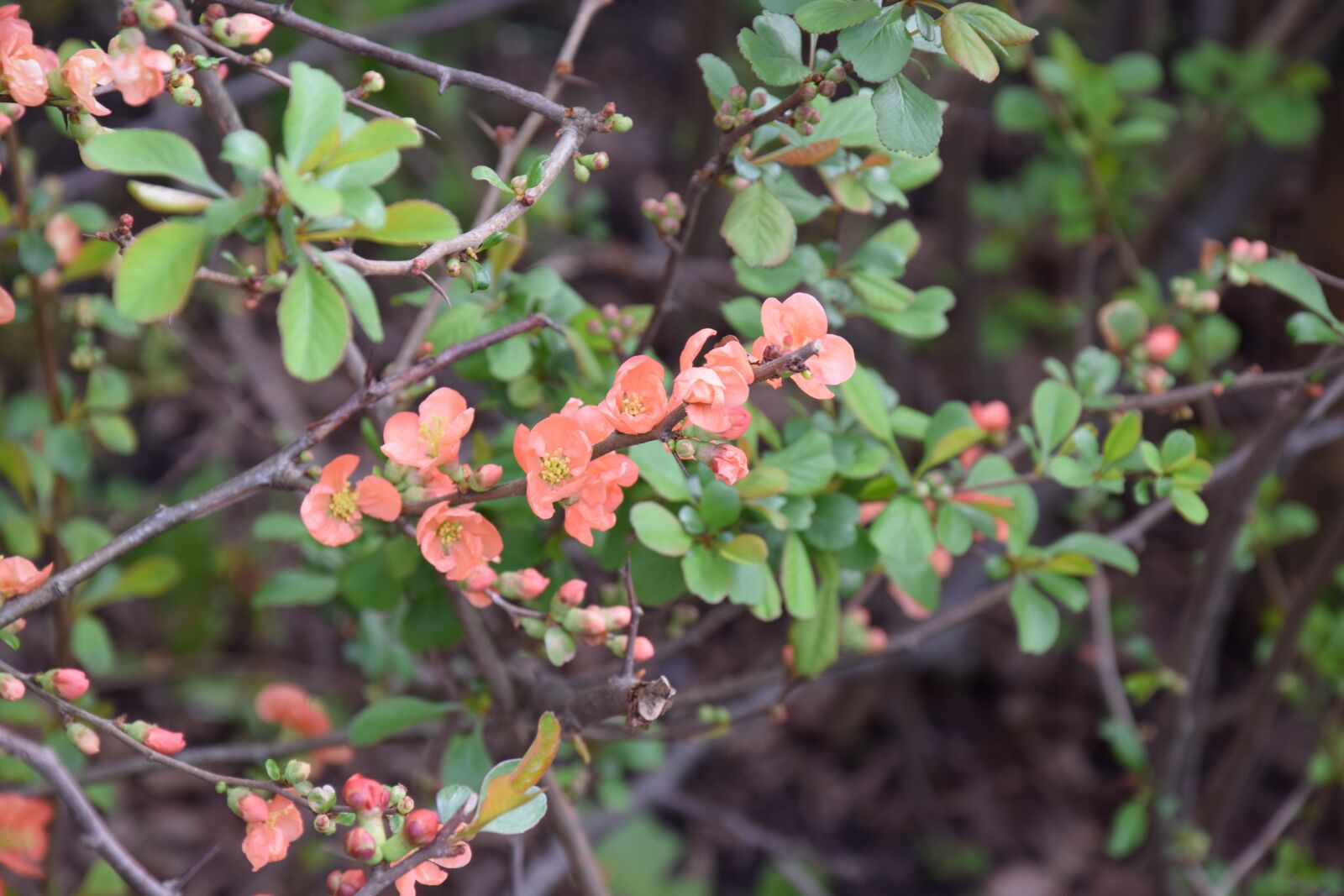 Nikon D5300 sample photo. Flower, plant, nature photography