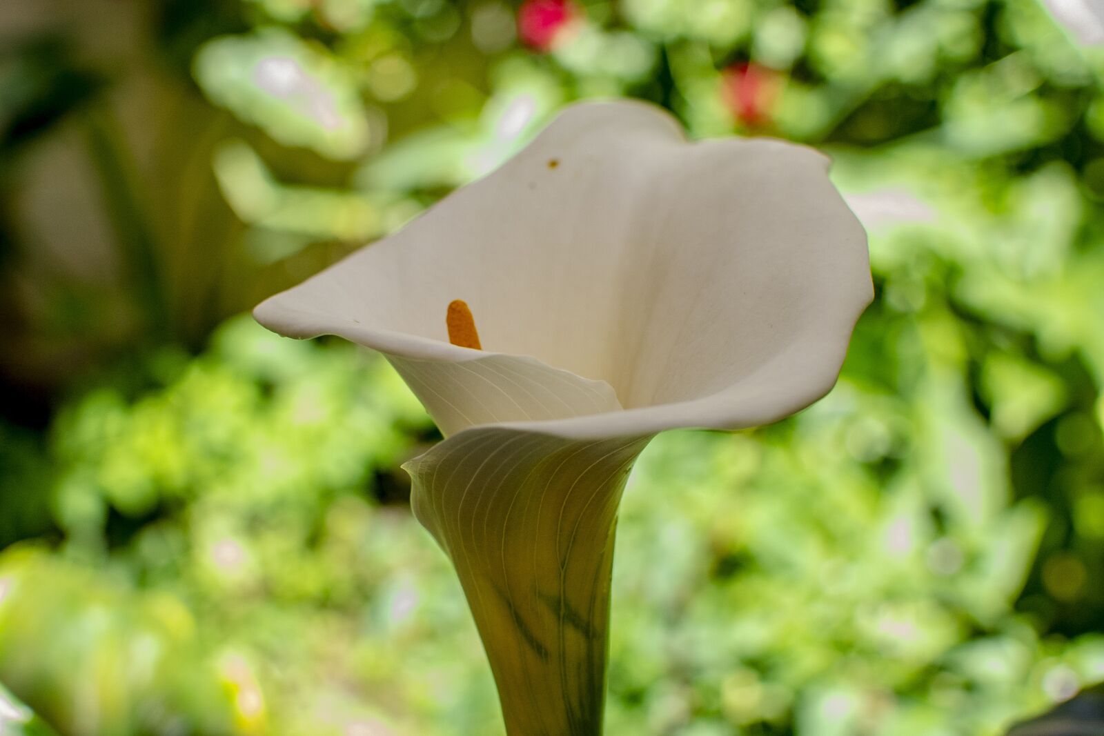 Nikon D600 sample photo. Flower, nature, flowers photography